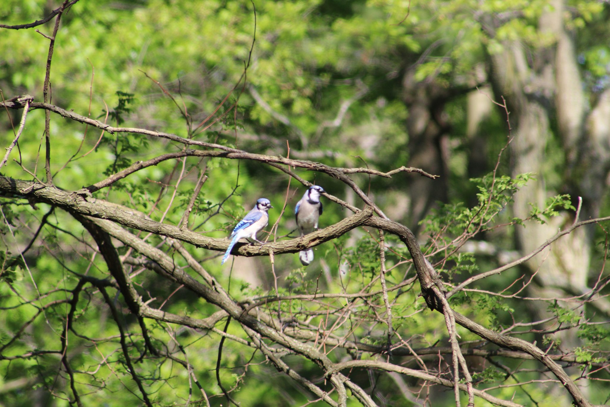 Two blue jays sit on a branch in Mount Hope Cemetery, Rochester, New York, USA