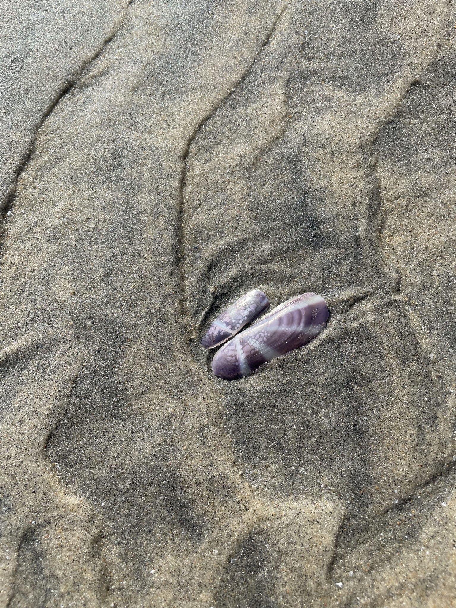Seashell. From Kozhikode, Kerala, India