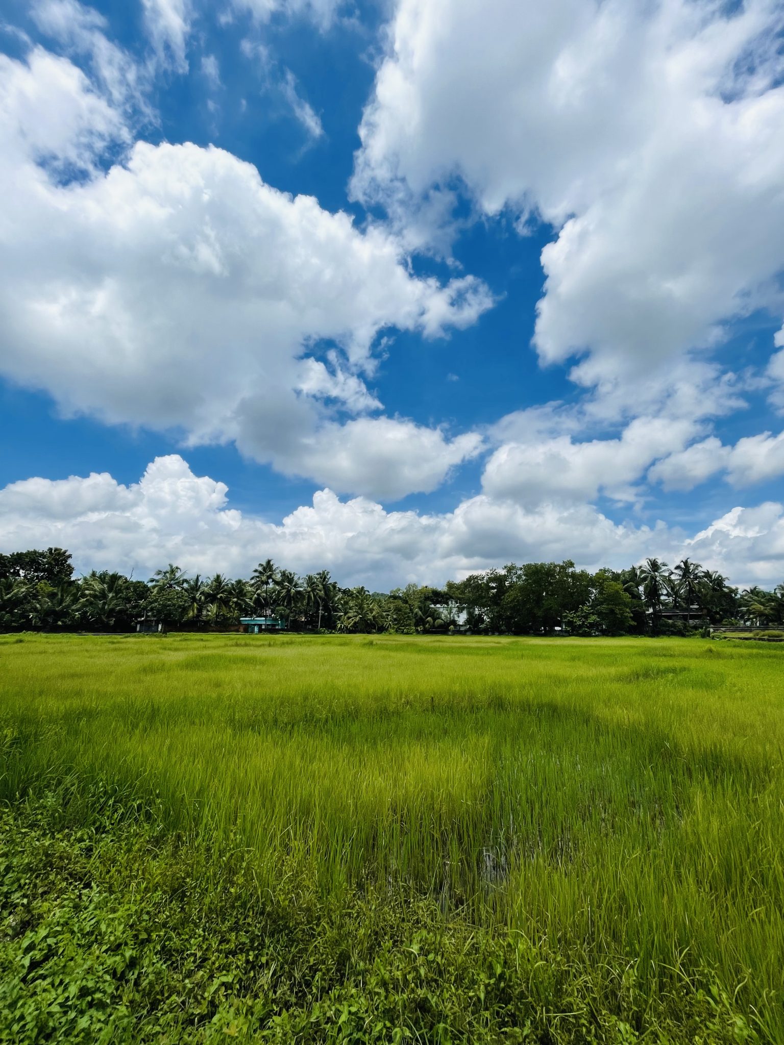 White clouds & paddy field. From Kozhikode, Kerala, India.
