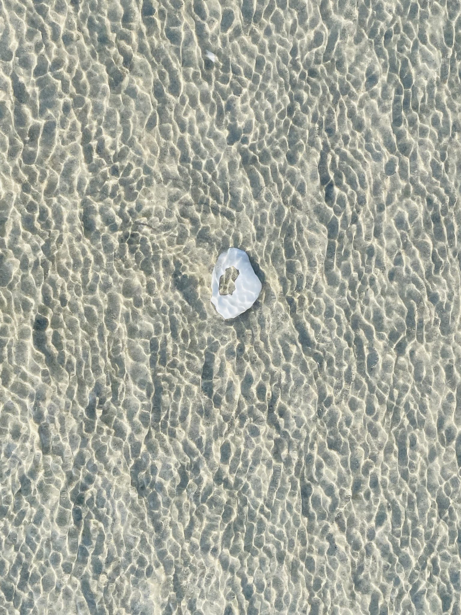 A broken seashell in ripple. From Kozhikode, Kerala, India.