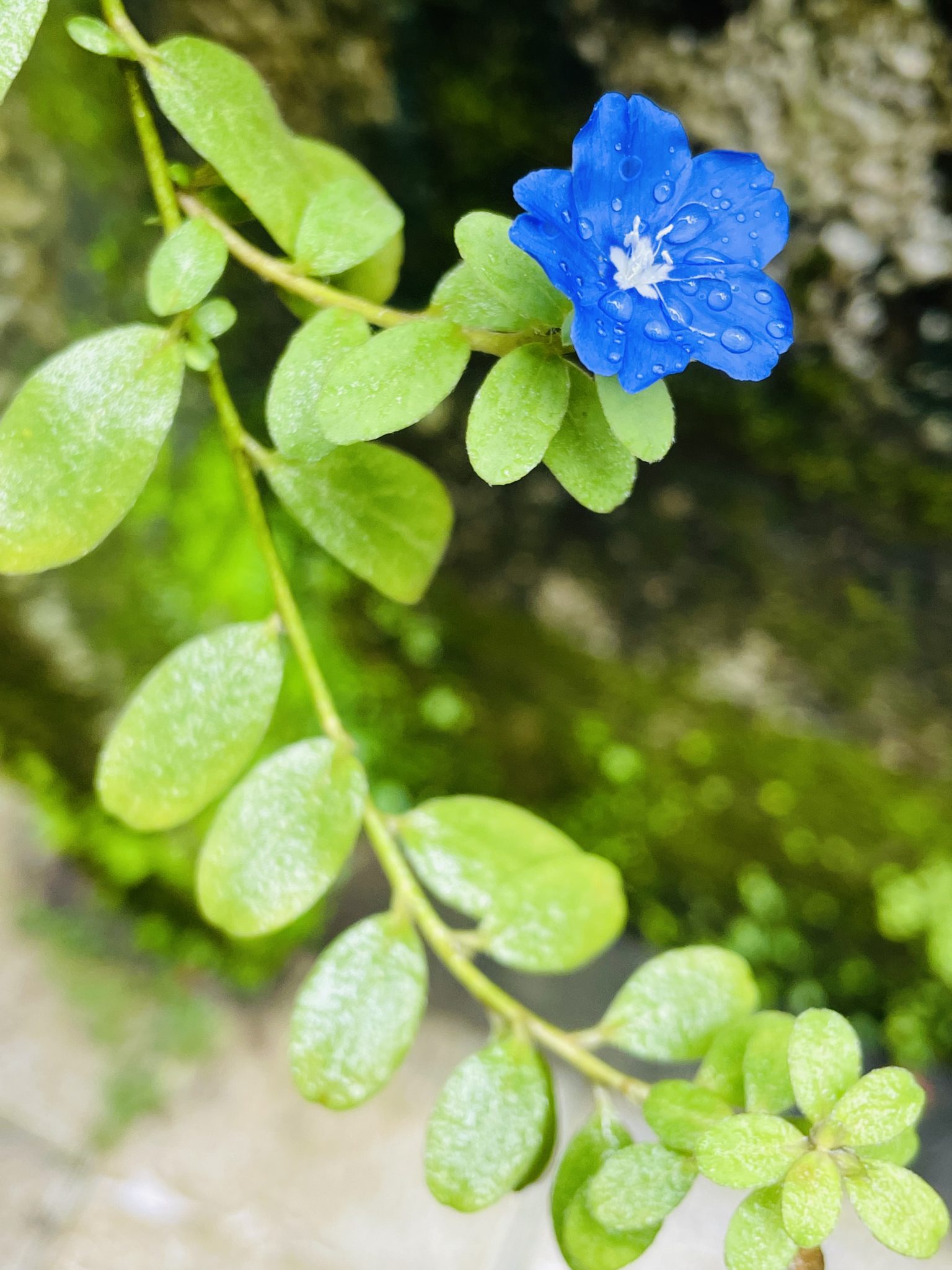 Vishnukraanti / Krishnakraanti / Dwarf Morning Glory flower from our garden
