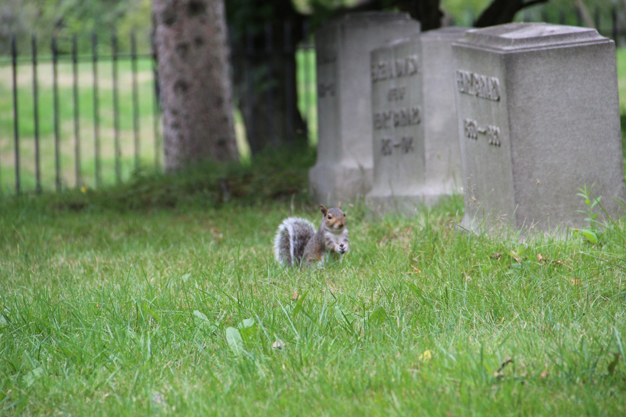 A squirrel in a cemetery, Mout Hope Cemetery, Rochester, New York, USA