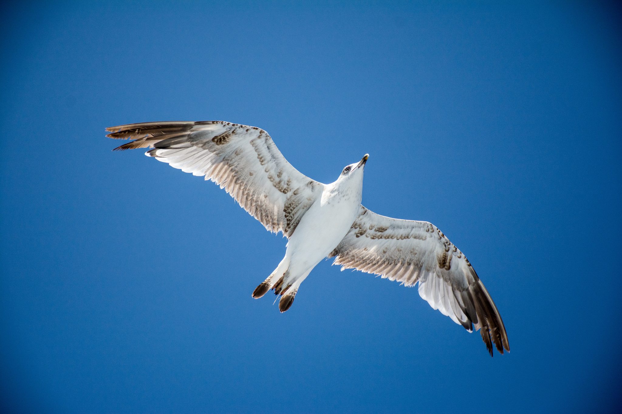 Seagull, Bird, Flying, Animal, Sky, Outdoors, Animal, Wildlife, Animal