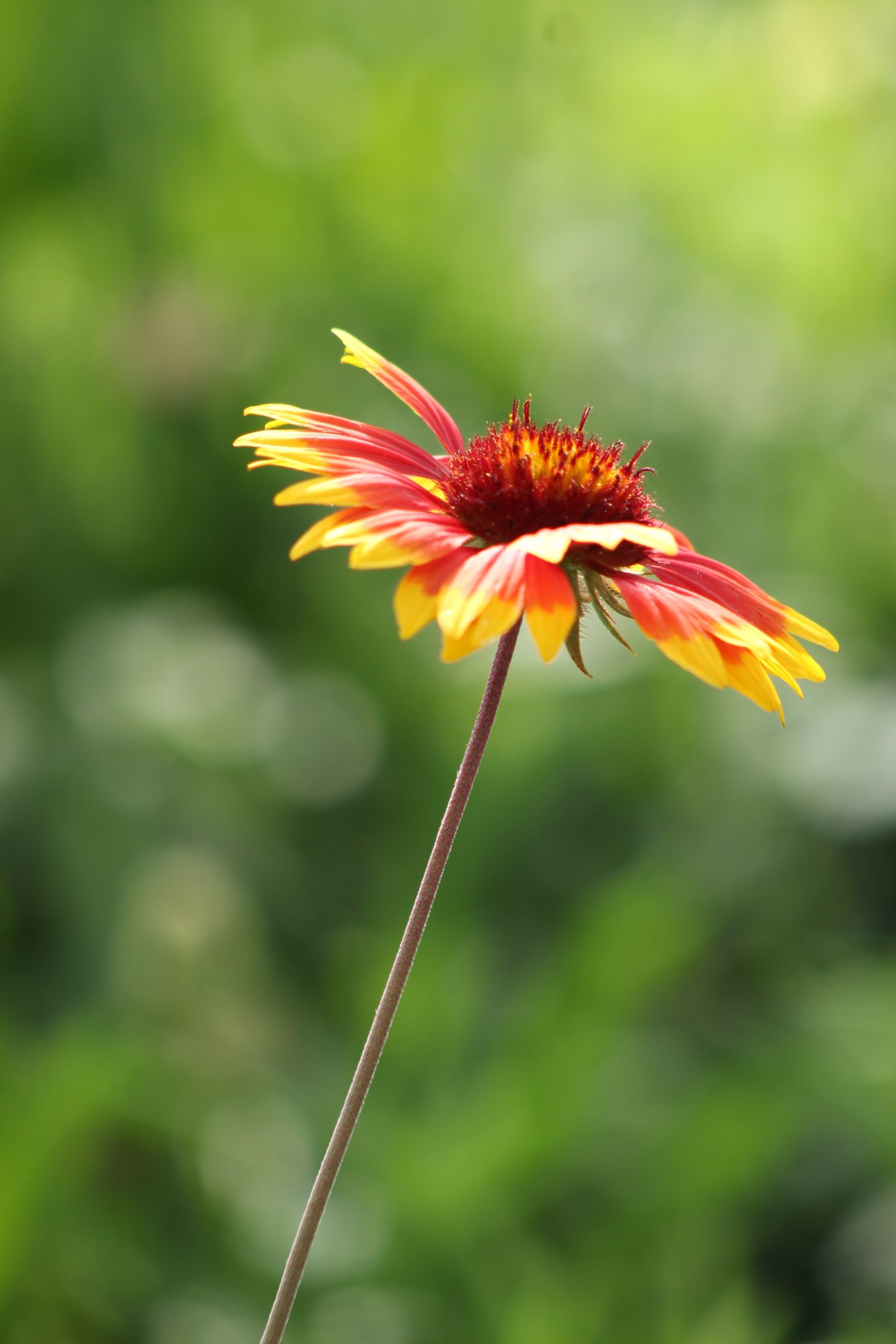 Red and yellow flower in sunlight. Bokeh photography
