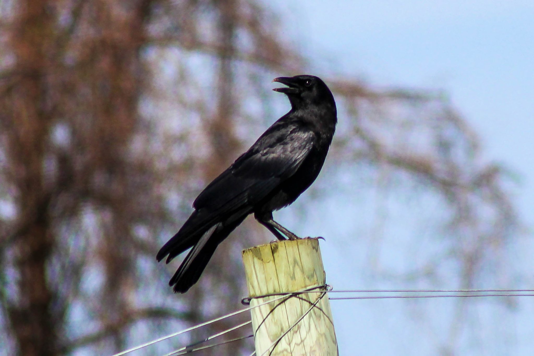 Crow sitting atop a fencepost in Western New York, USA