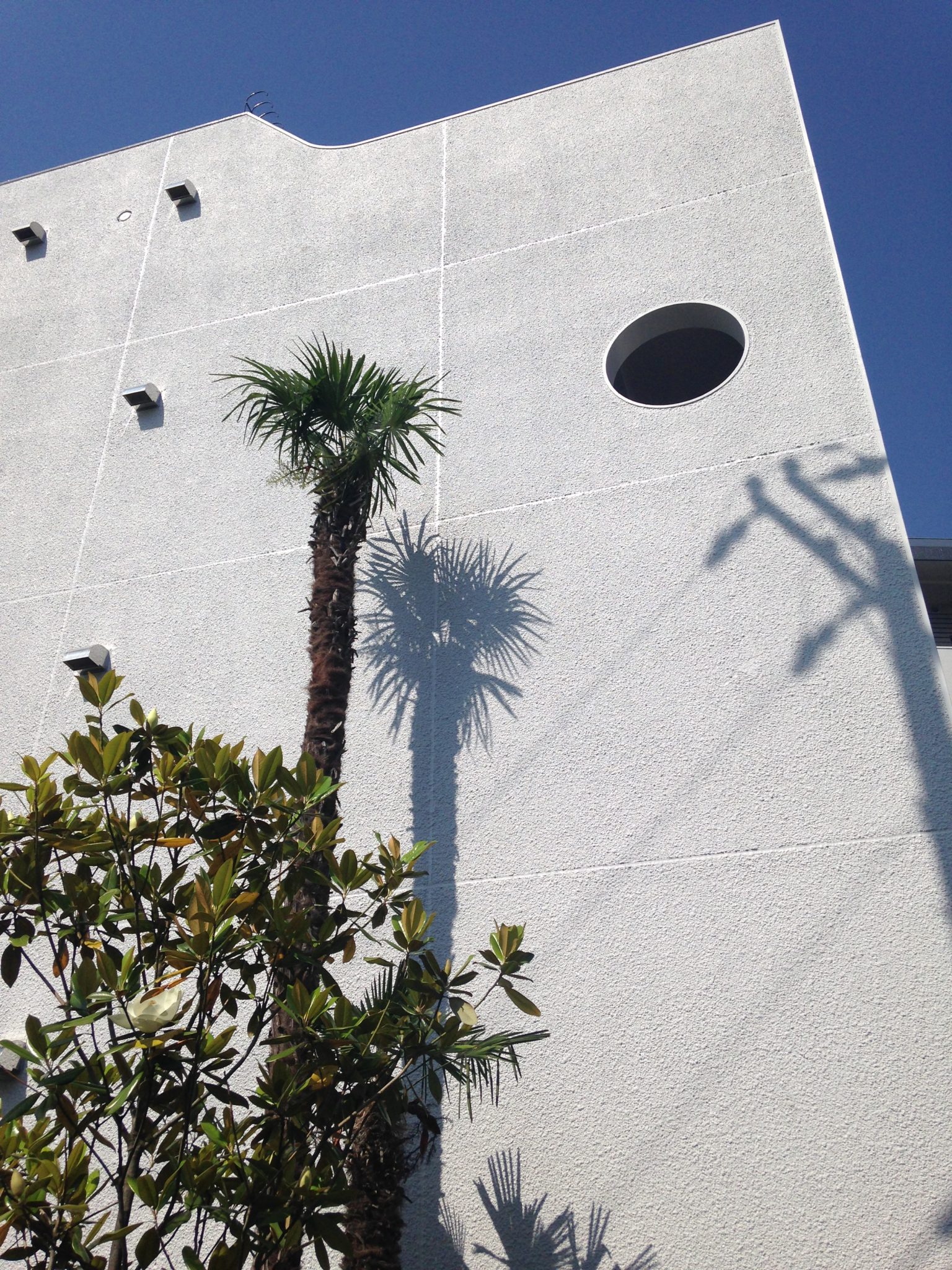 Plants throwing a shadow on a white building