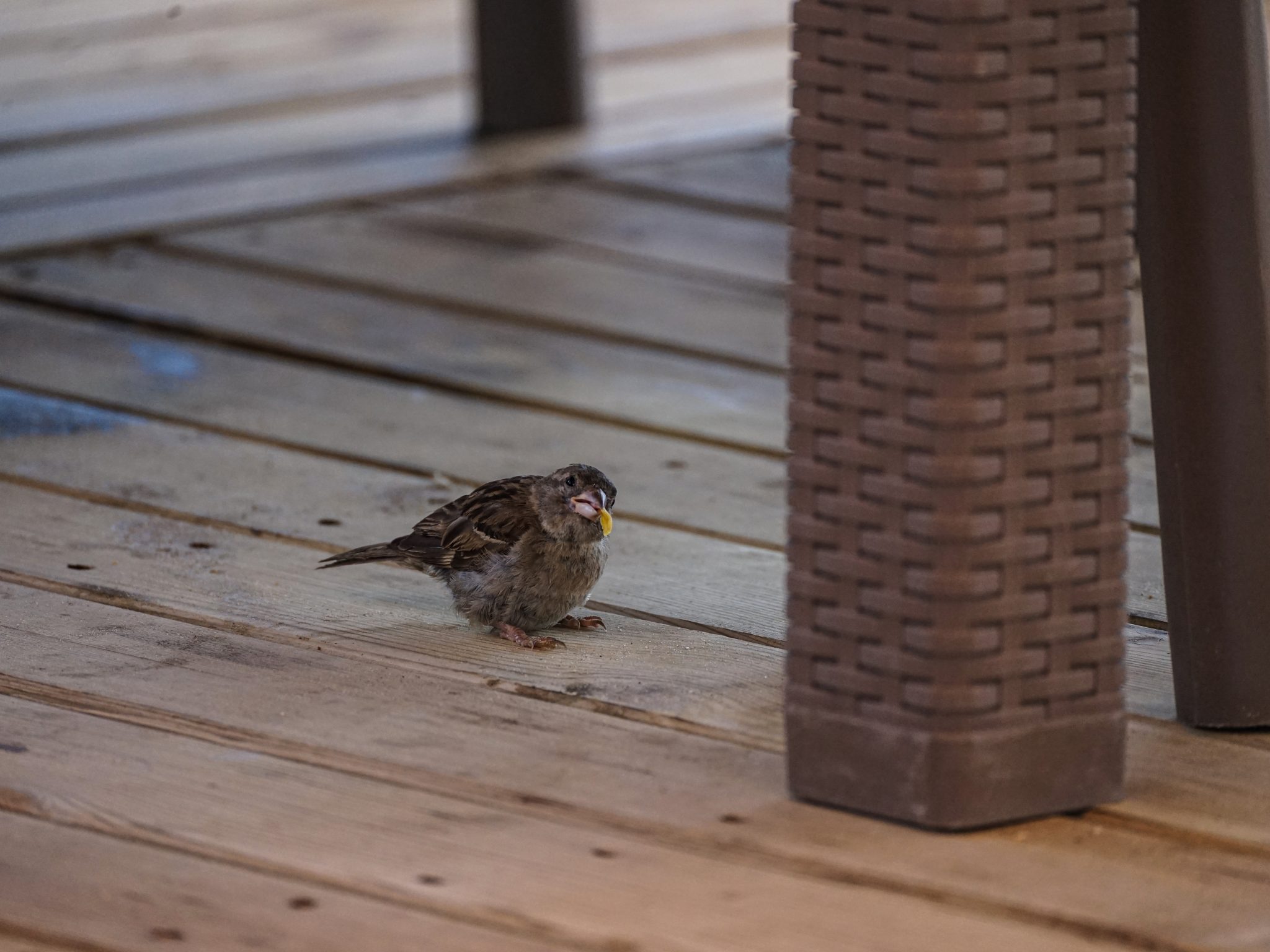 Chubby sparrow chick gnawing a cheeto
