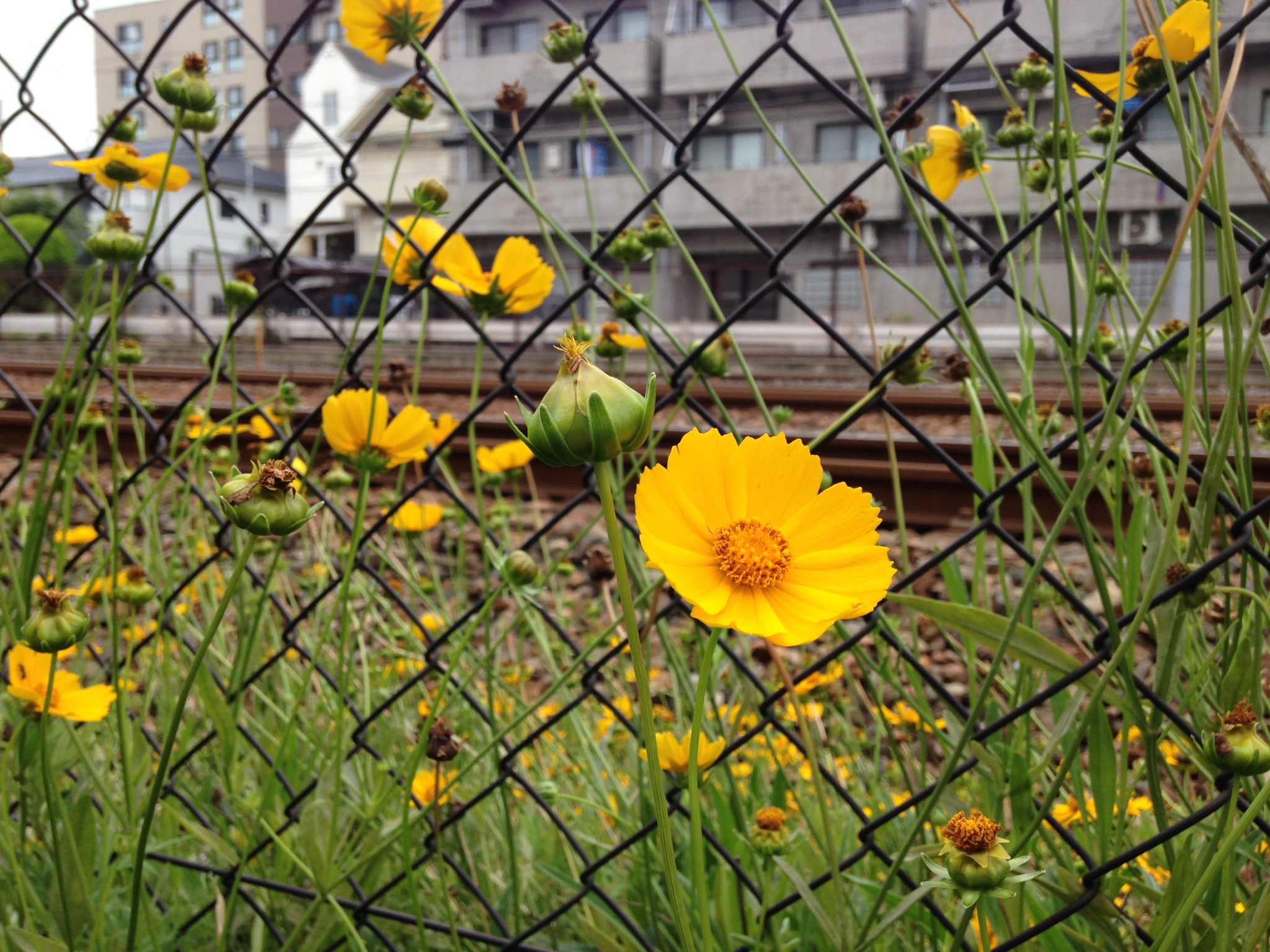 Yellow flowers in front of a fence