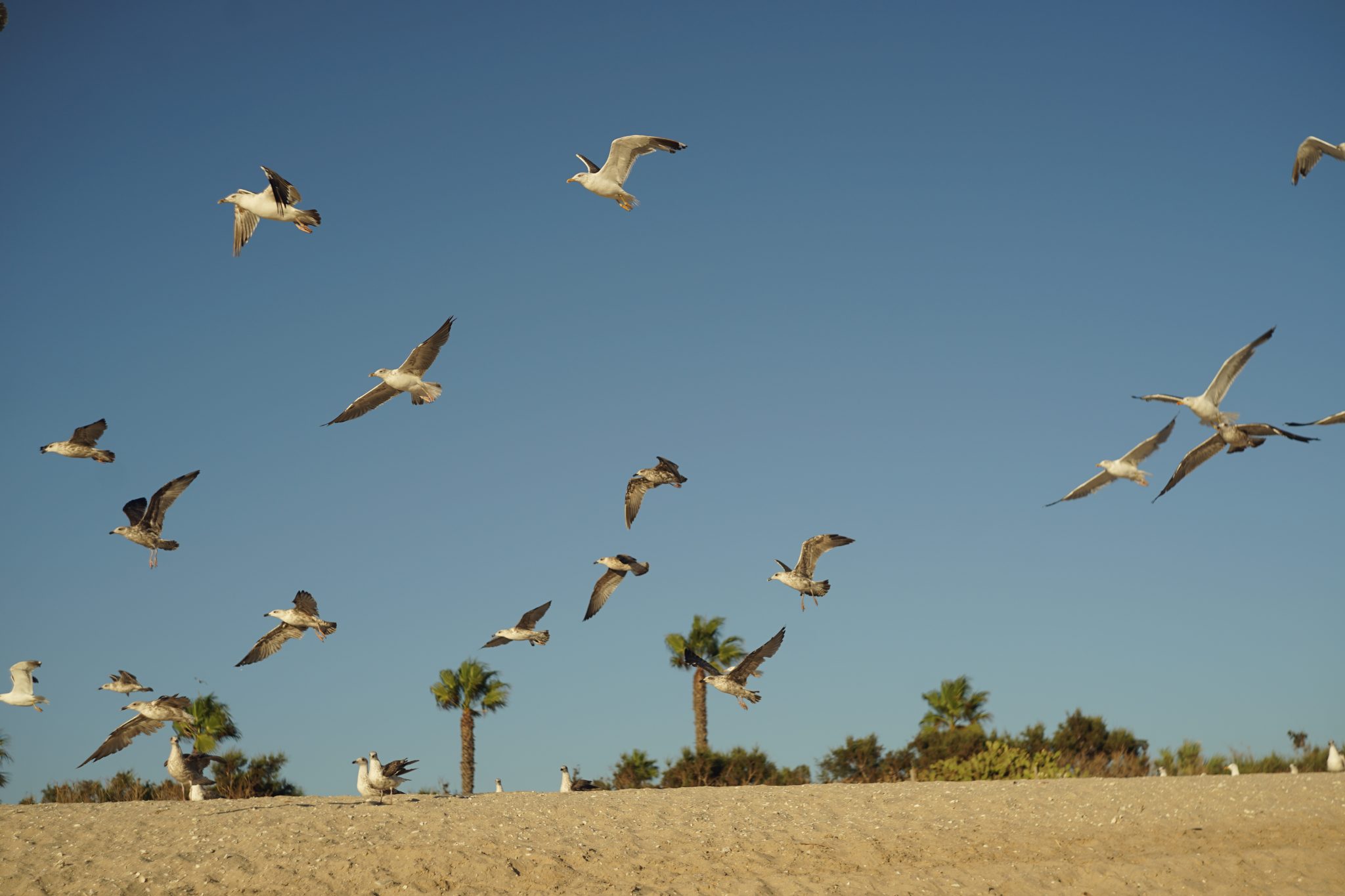 Seagulls at the beach. tags: nature, animal, wildlife, sky, beach, Rota, Spain, blue