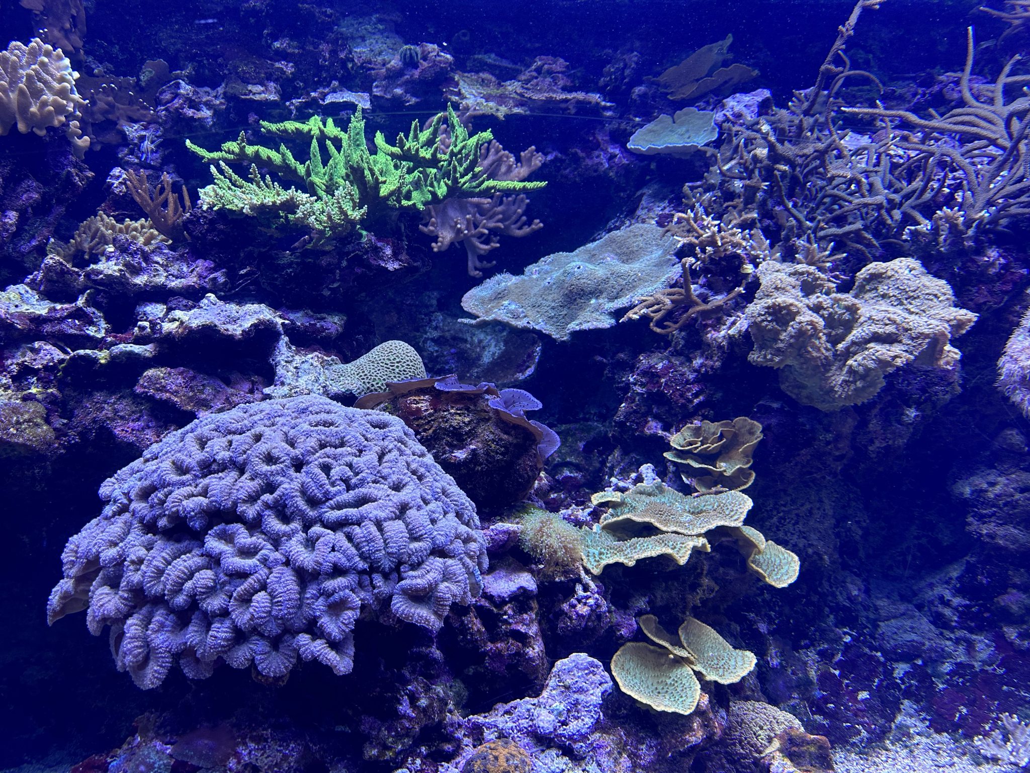 Coral in the aquarium of Burgers' Zoo in Arnhem, The Netherlands