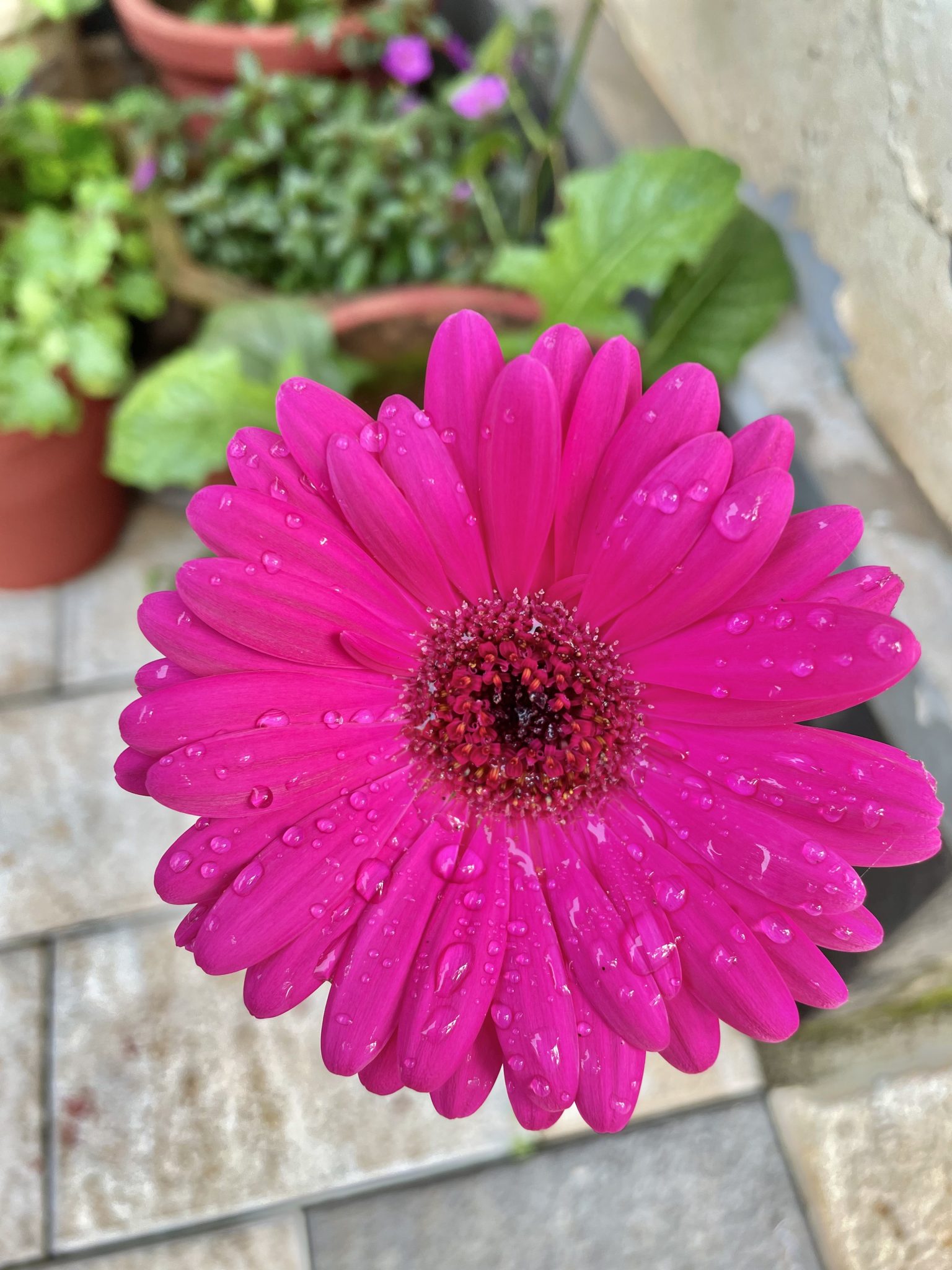 Gerbera flower after a rain. From our garden