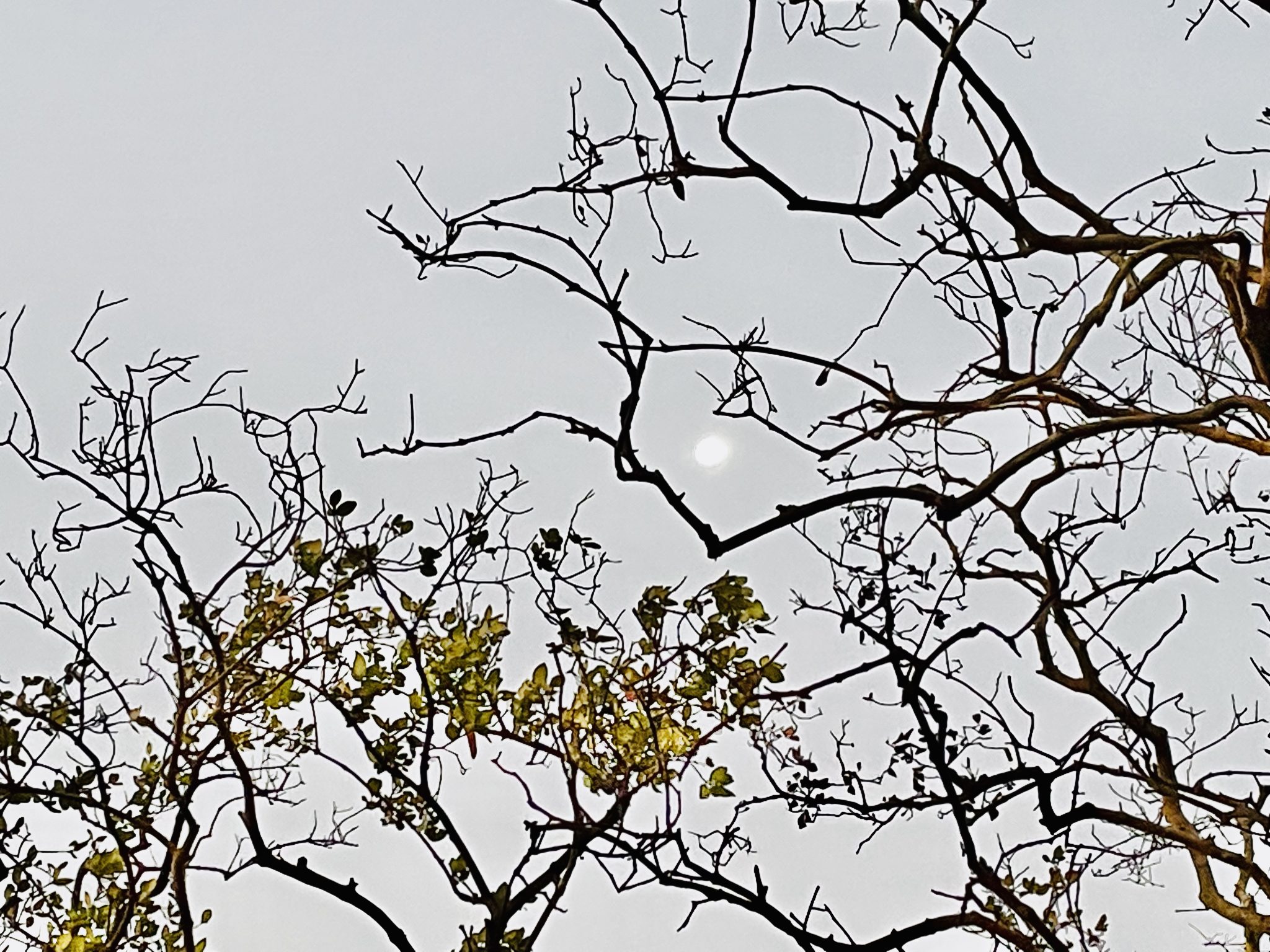 Moon & mangrove branches. Kozhikode, Kerala, India