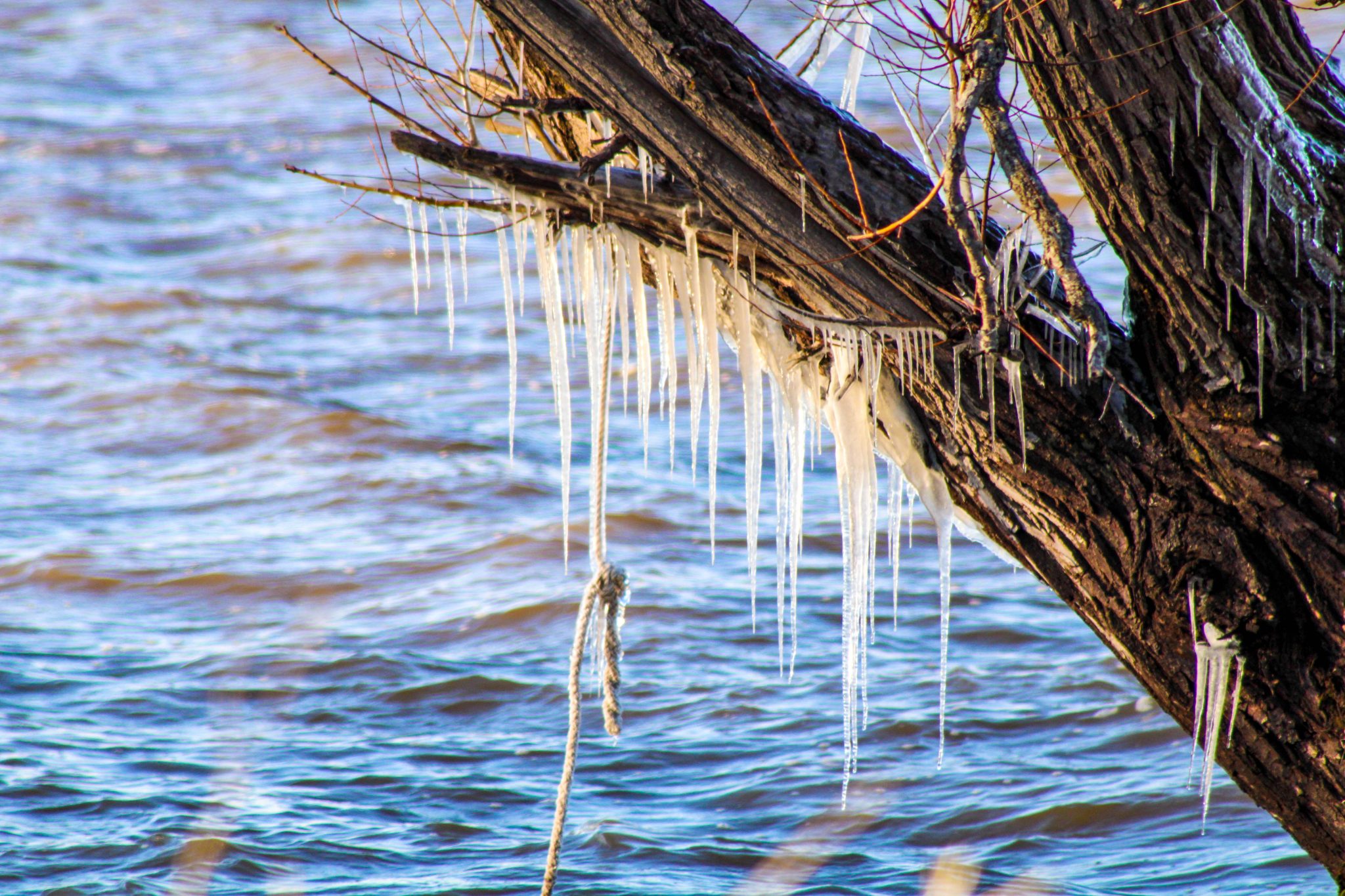 Icicles hang from a tree just offshore in Lake Ontario, Hamlin, New York, USA