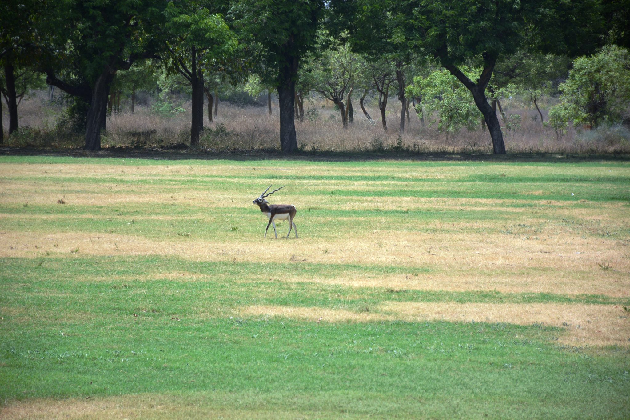Blackbuck/Indian antelope male. The photo is taken from Akbar's tomb, in Agra, India.