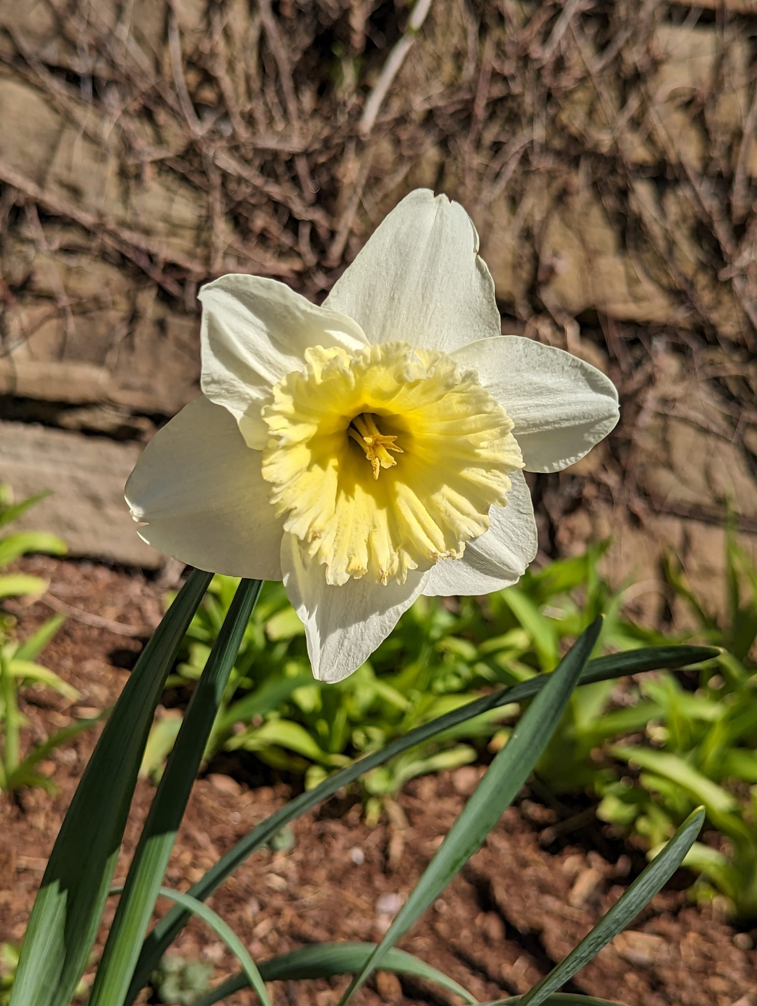 Close up of a daffodil that is white on outside and very yellow on on inside