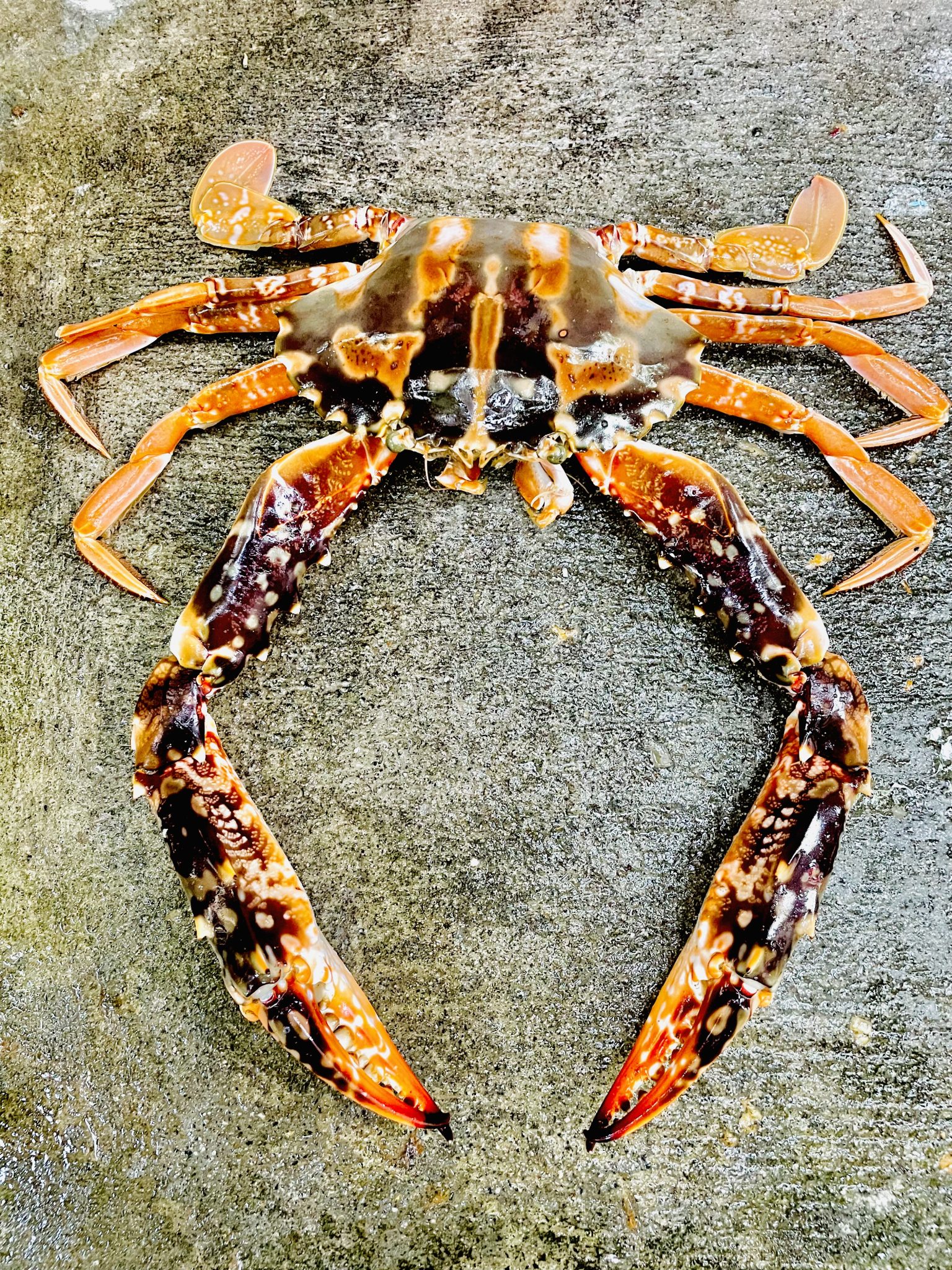 Sea crab. Kozhikode, Kerala, India.