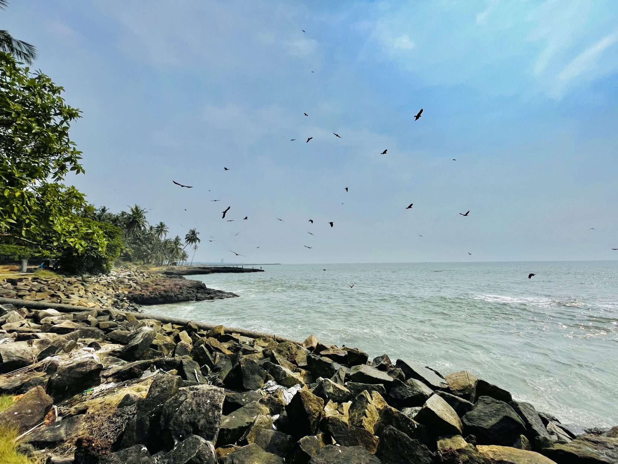 Fish hunting of Eagles. Kozhikode, Kerala, India.
