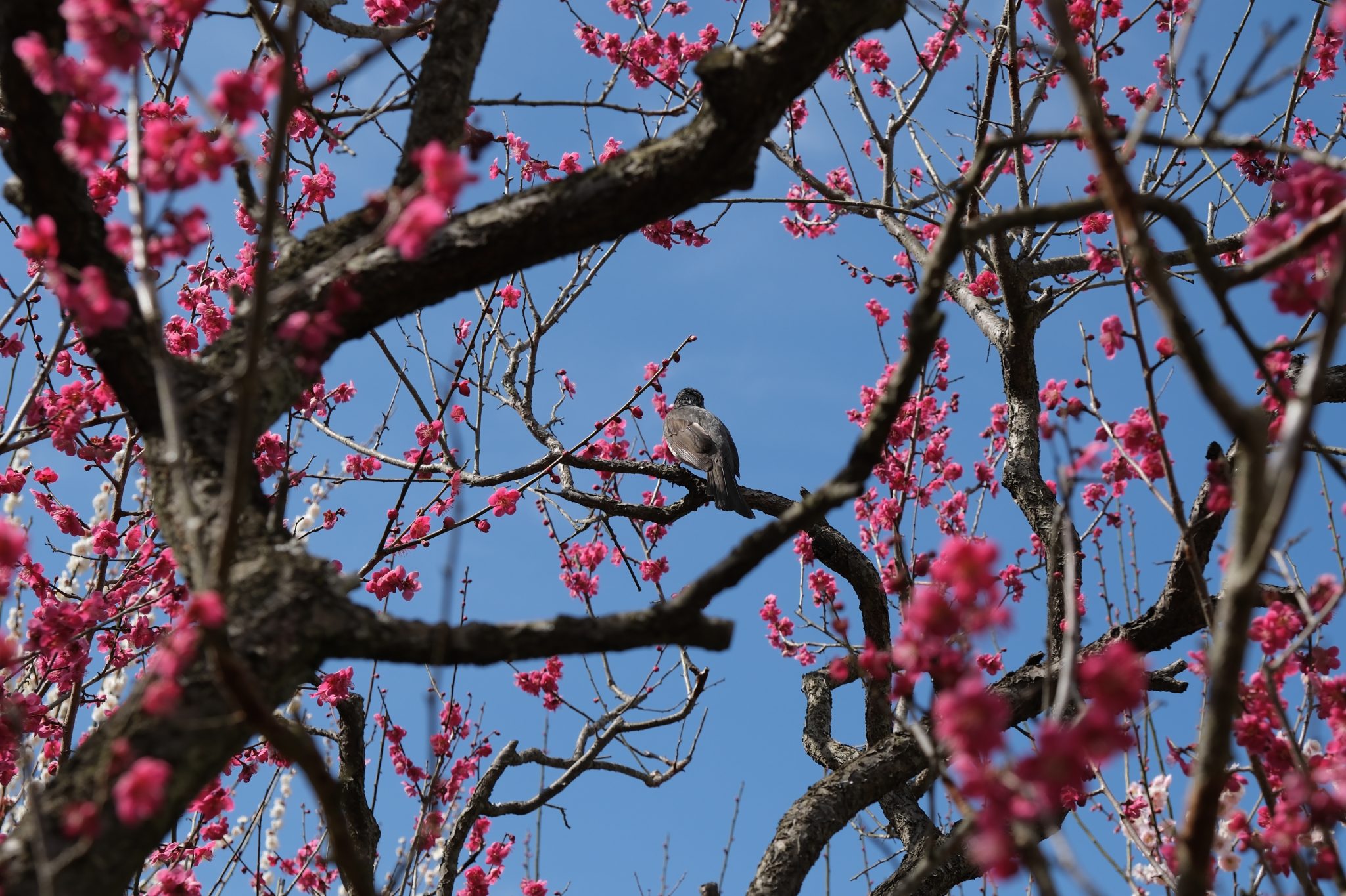 Bird on a branch in a flowering tree.