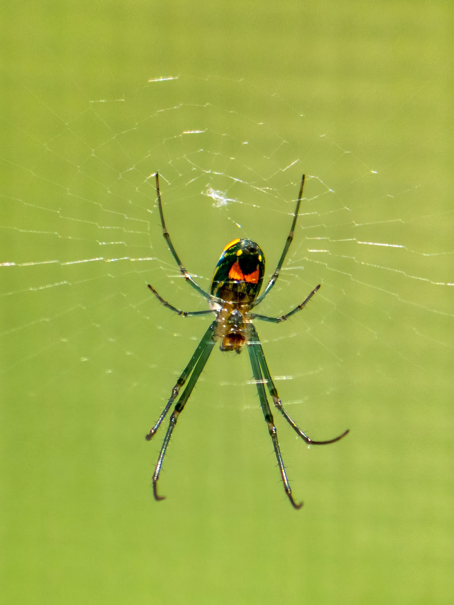 Orchard Orbweaver Spider, Leucauge argyrobapta in Central Florida making a web