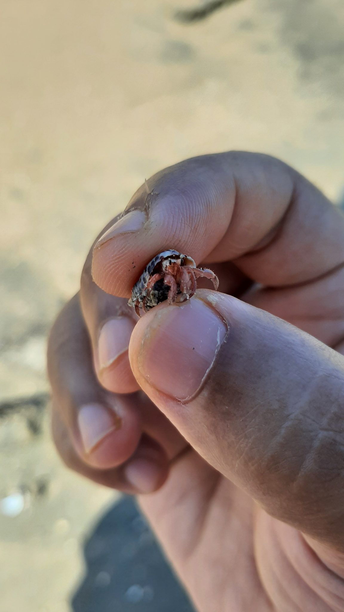 Tiny hermit crab, Chera Dwip, Saint Martine, Bangladesh