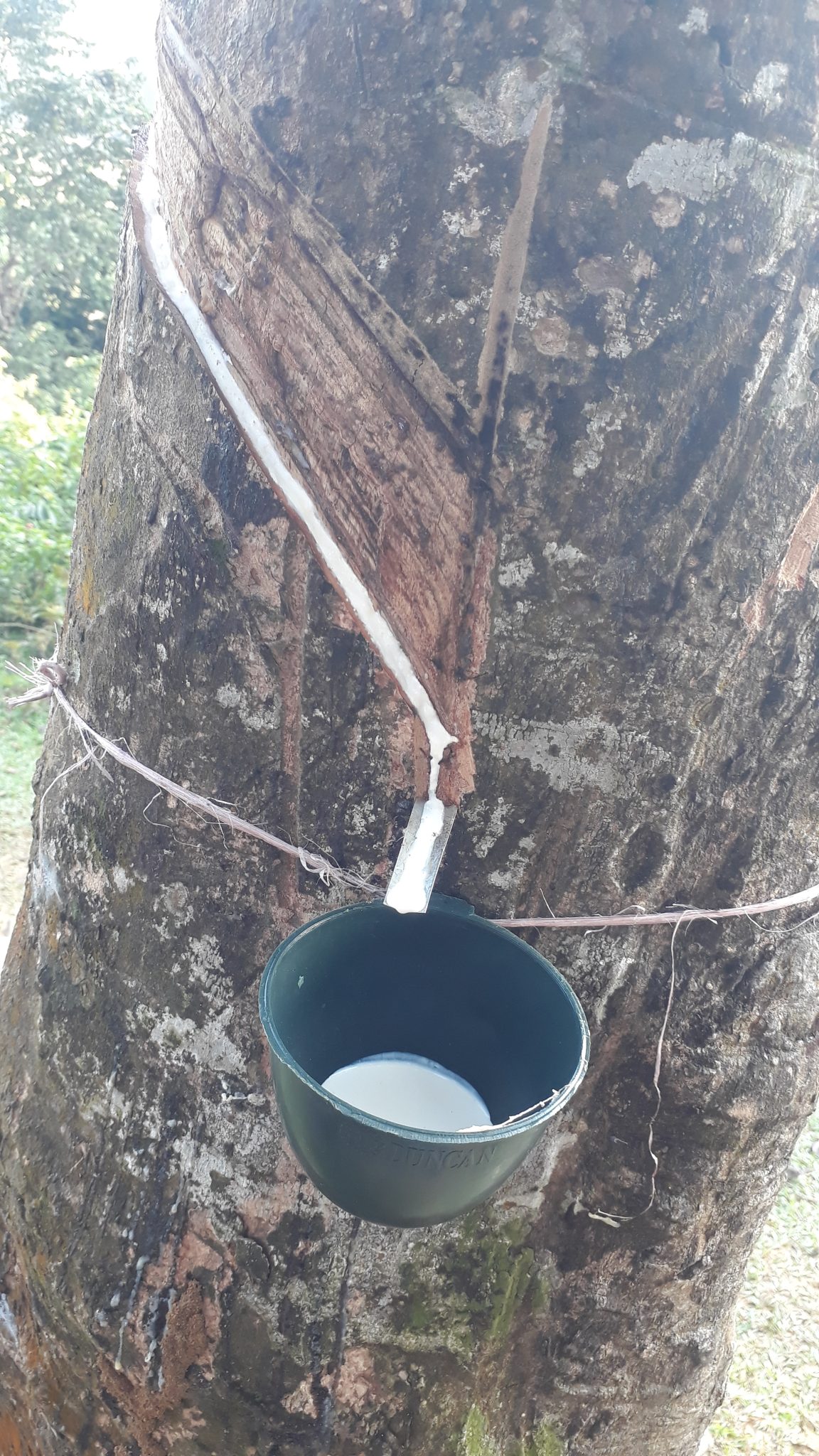 Collecting Rubber Extract, Sylhet Tea Garden