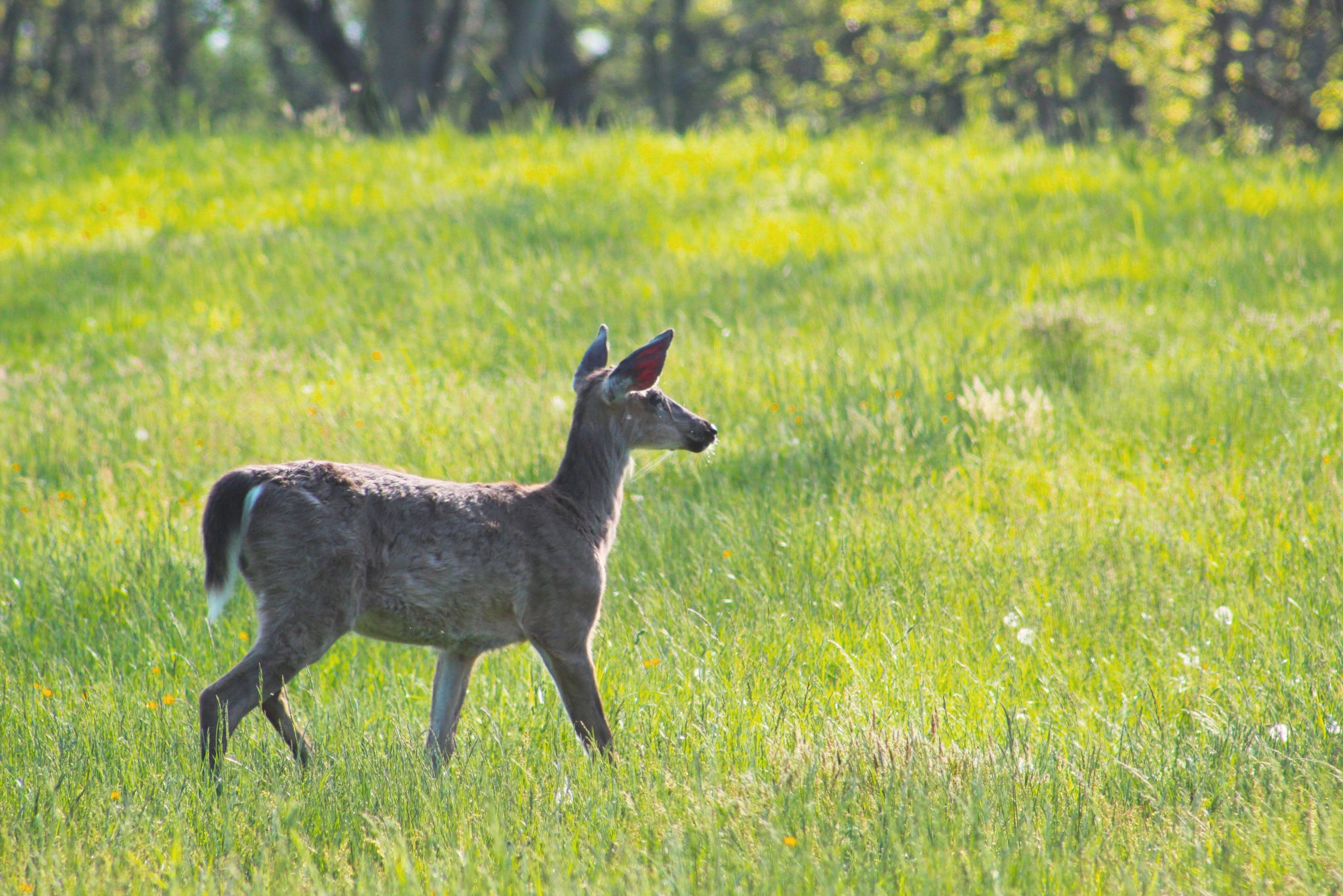 A deer pauses in a sunny meadow at Mendon Ponds Park in Henrietta, New York, USA