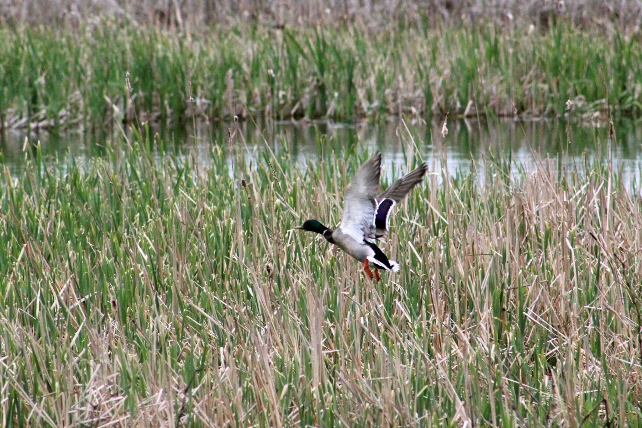 A mallard duck rises above the rushes in the swamps of the Montezuma Wildlife Refuge in Seneca Falls, New York, USA.