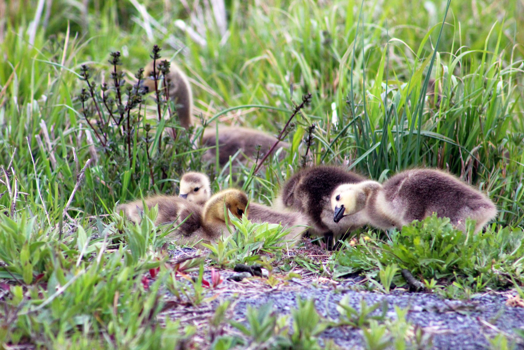 Canada Geese with their goslings at Montezuma Wildlife Refuge, Seneca Falls, New York, USA.