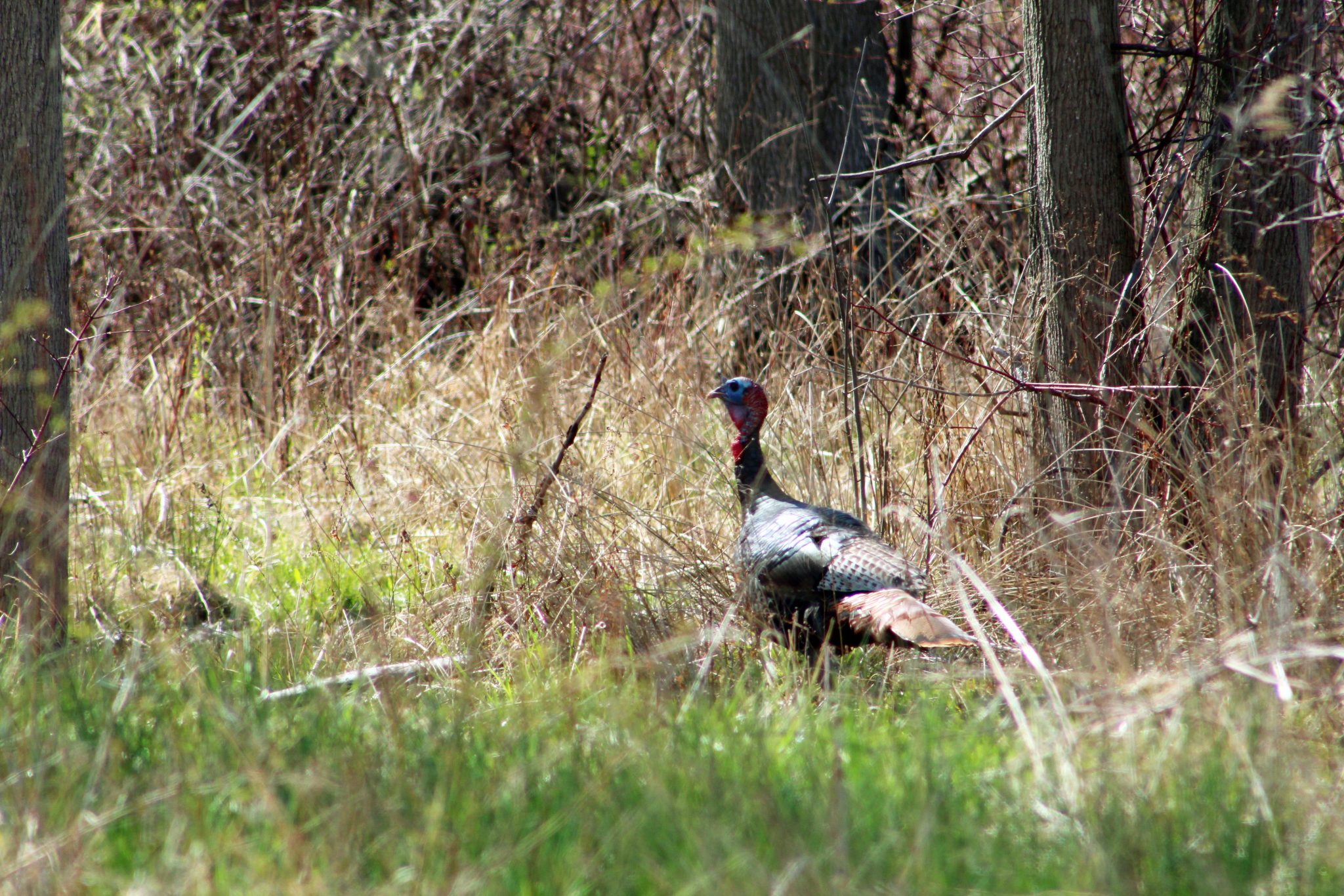 A wild turkey in the woods near Rochester, New York, USA