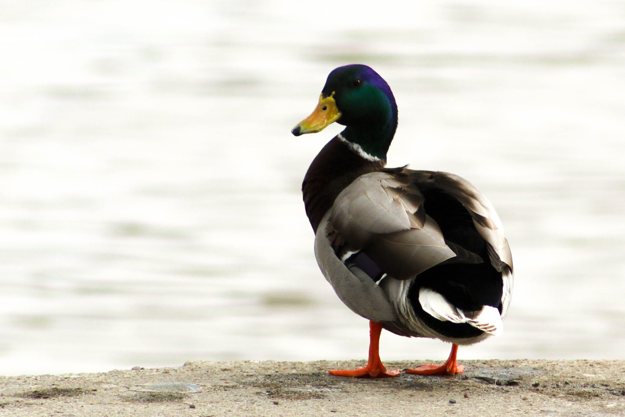 A mallard duck wanders around the dock at the Port of Rochester where the Genesee River meets Lake Ontario. Rochester, New York, USA