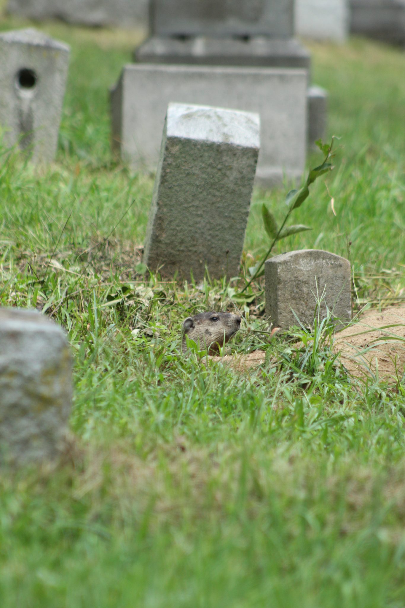 A groundhog comes up out of a grave at Mt. Hope Cemetery in Rochester, New York. Tags: groundhog, woodchuck, cemetery, grave, graveyard, Mt. Hope Cemetery, Rochester, New York.