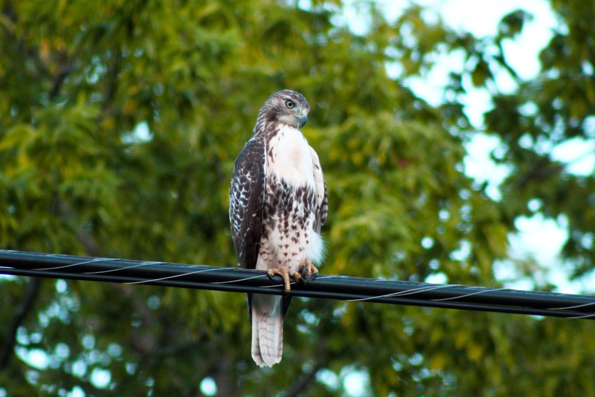 A red-tailed hawk sits on a wire outside of Rochester, New York. Tags: hawk, bird, rochester, New York, USA, raptor