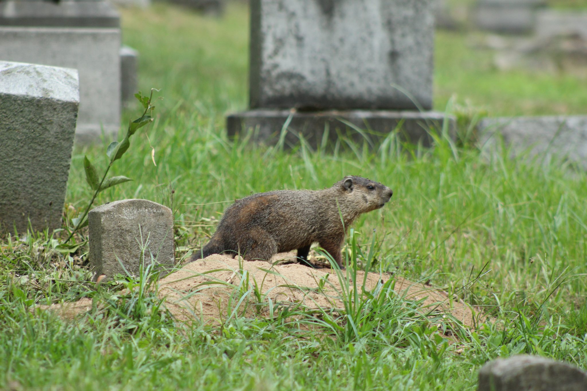 A groundhog sits atop a grave at Mt. Hope Cemetery in Rochester, New York. Tags: groundhog, woodchuck, cemetery, grave, graveyard, Mt. Hope Cemetery, Rochester, New York.