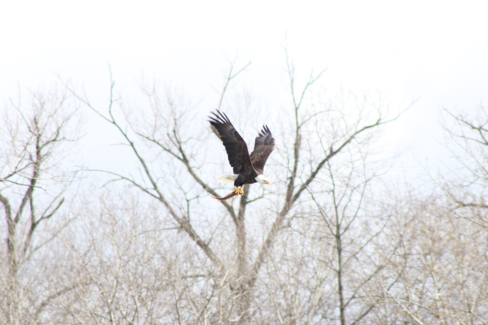 An eagle in flight with a fish in its talons. Tags: eagle, fish, Montezuma Wildlife Refuge, Seneca Falls, New York, USA