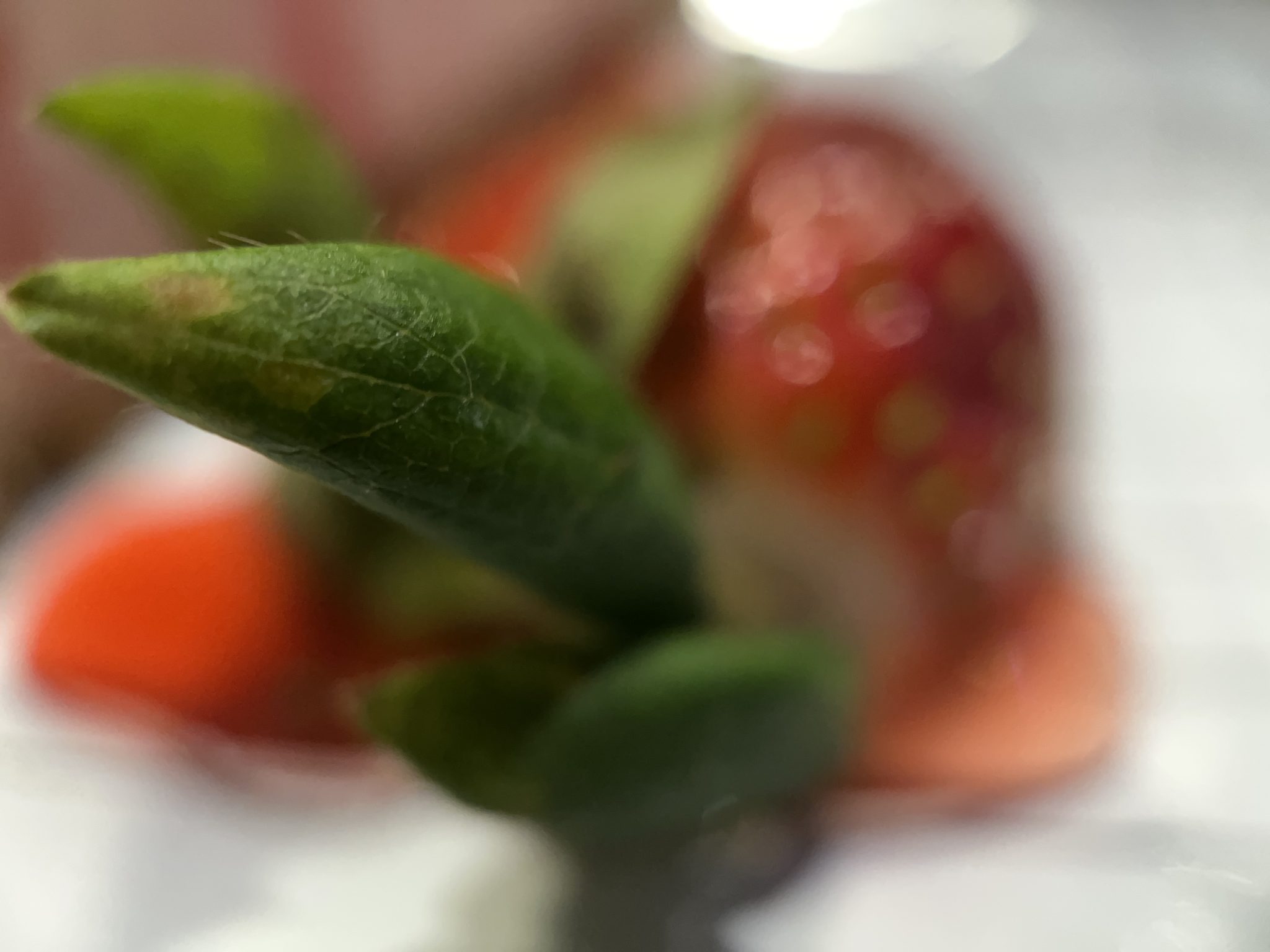 Strawberry leaf