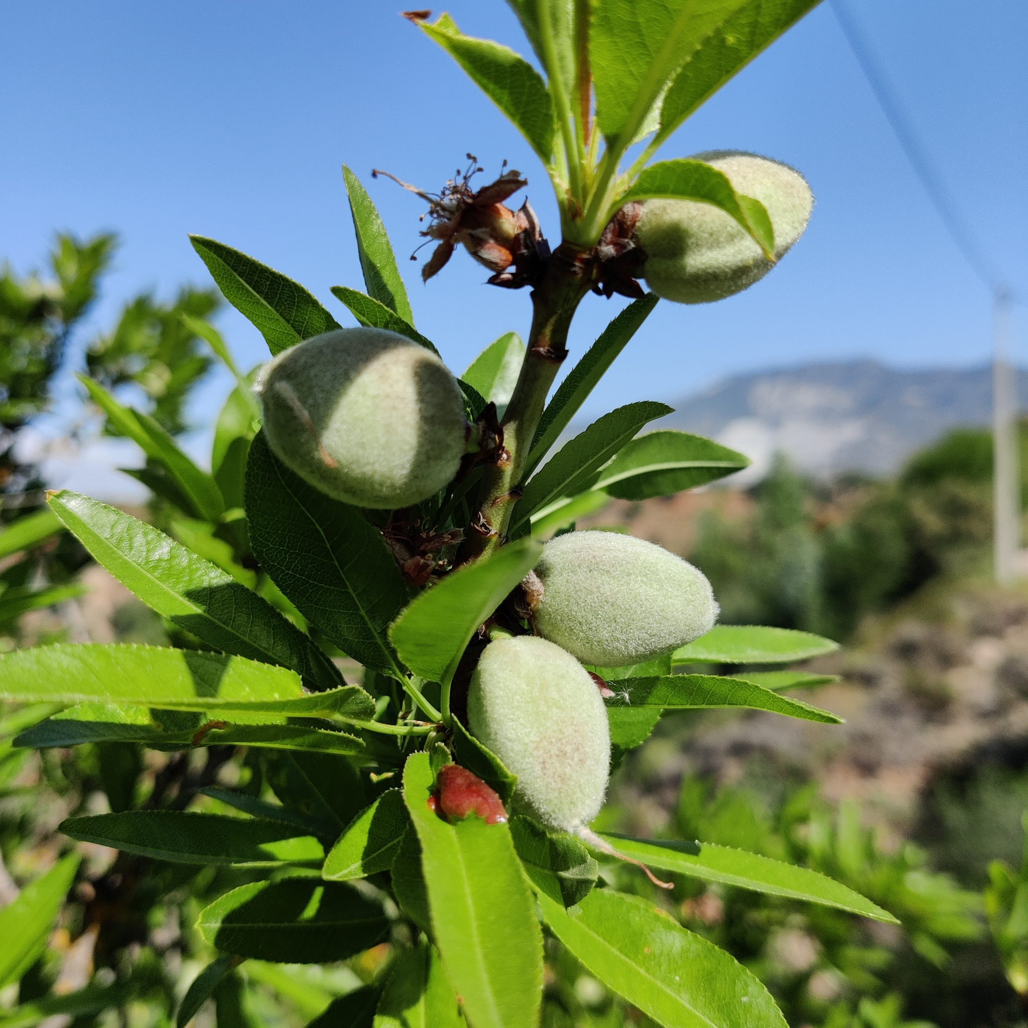 Almonds in the tree