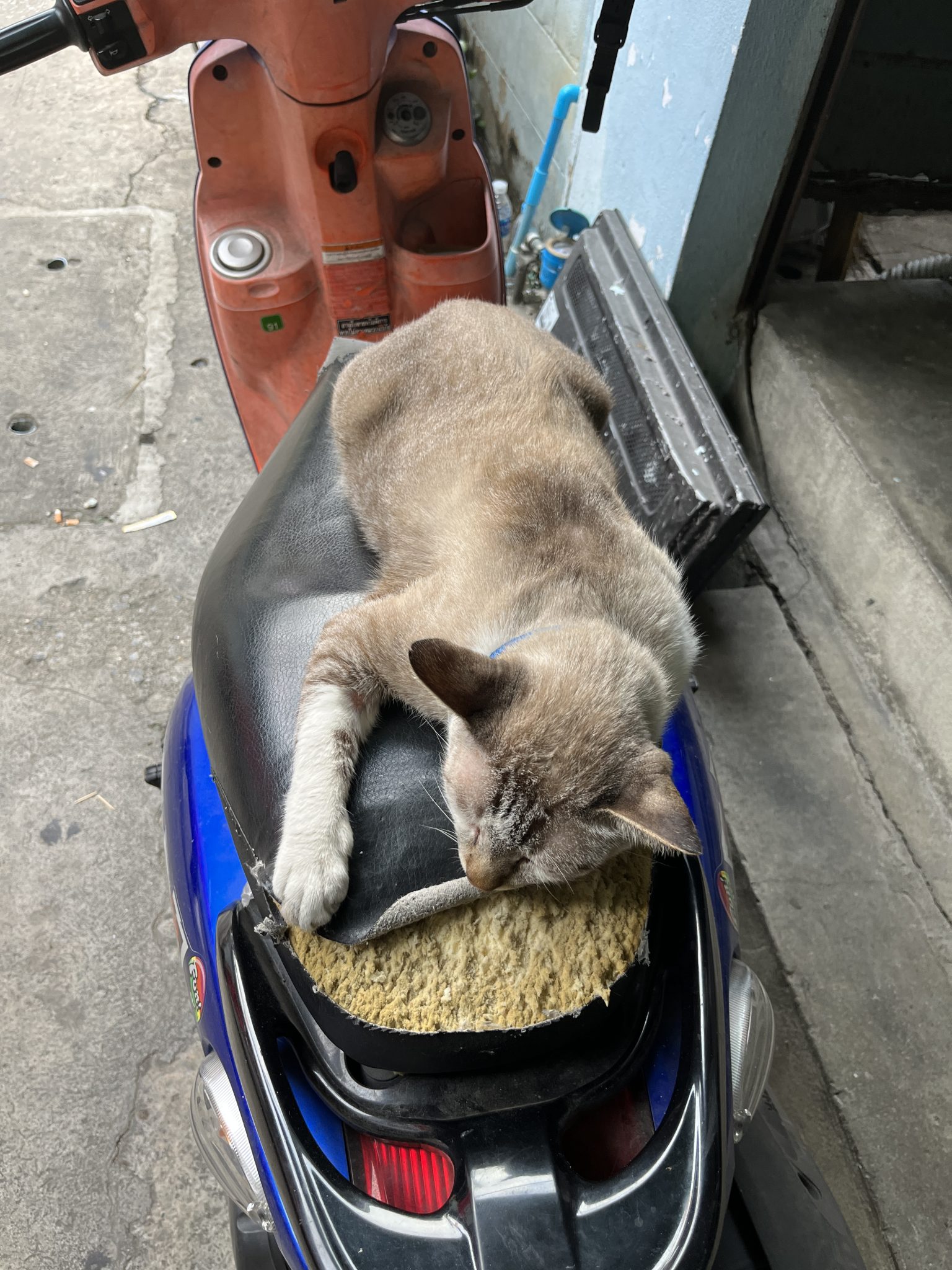 Cat napping on a scooter seat, Bangkok, Thailand
