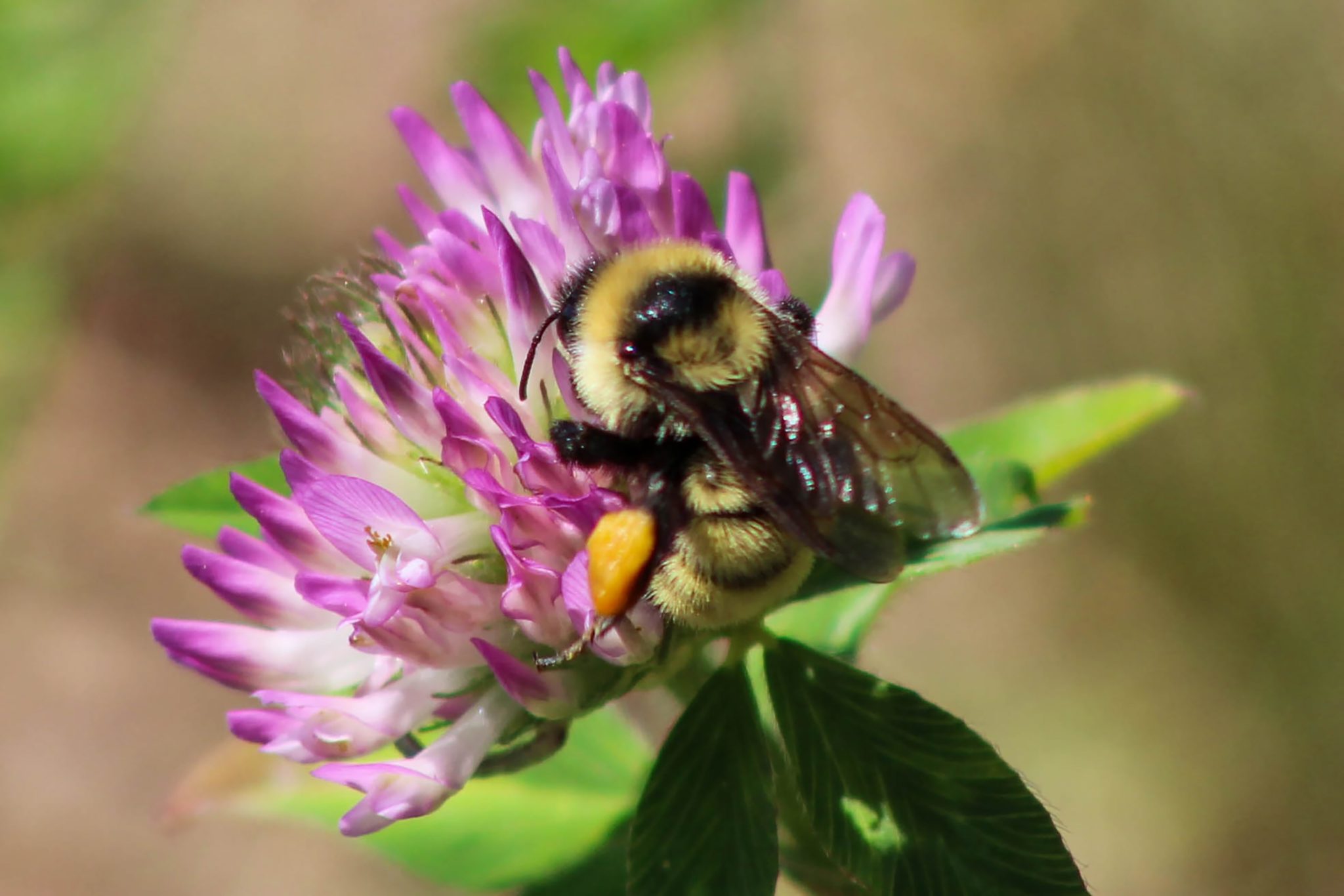 bees, clover, olfactory farms, red creek, New York, USA