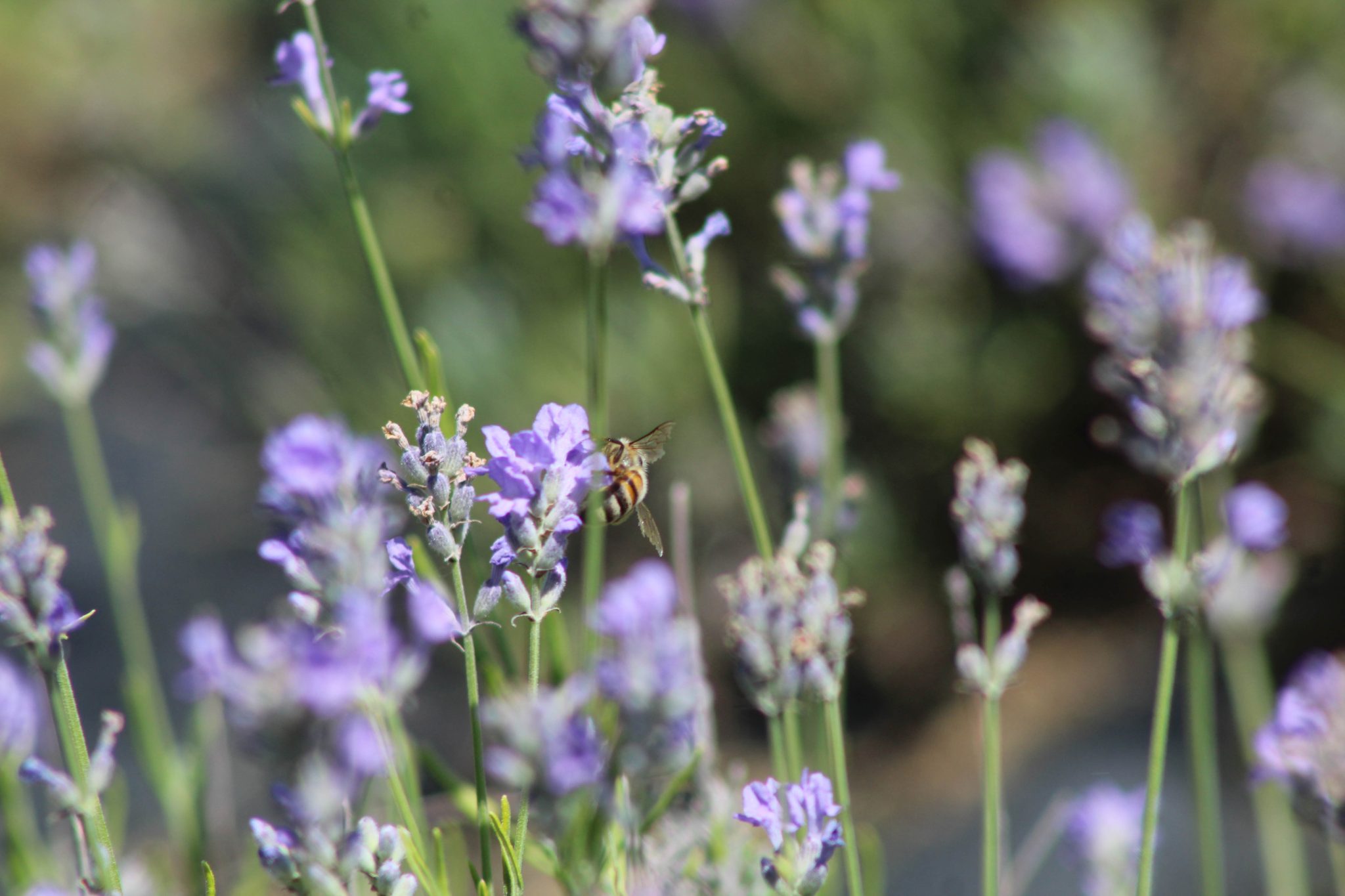 bees, lavender, olfactory farms, red creek, New York, USA