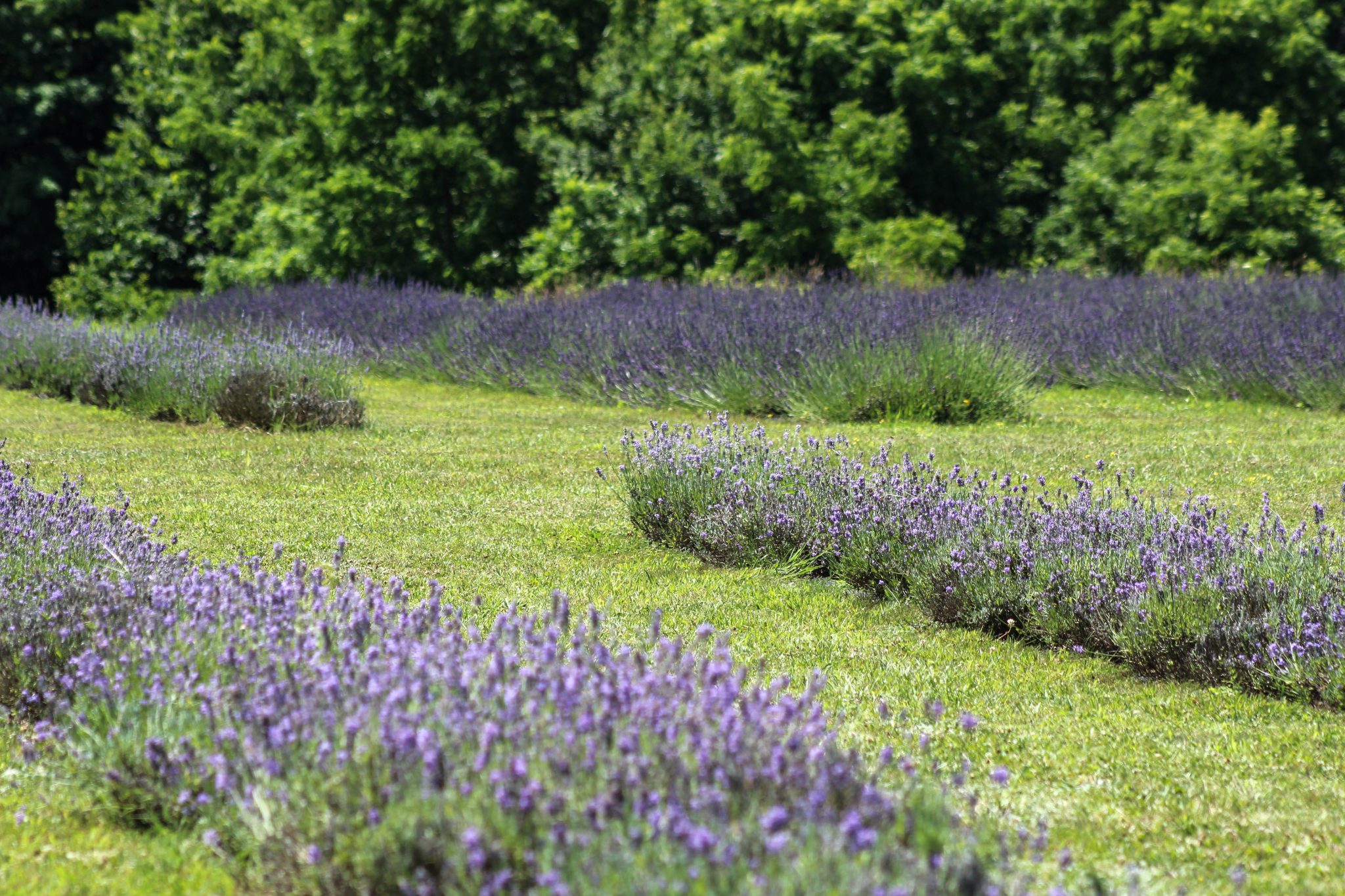 lavender field, lavender, olfactory farms, red creek, New York, USA