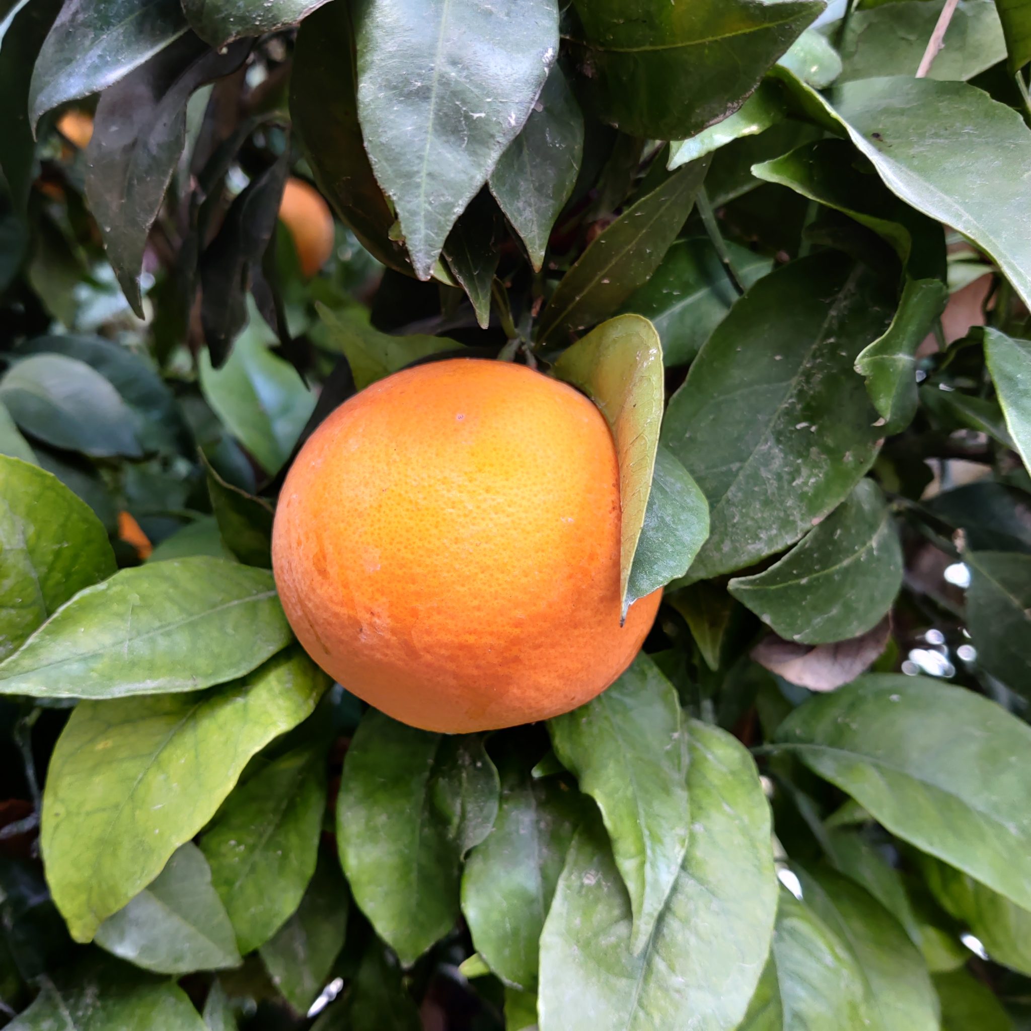 Orange in a tree