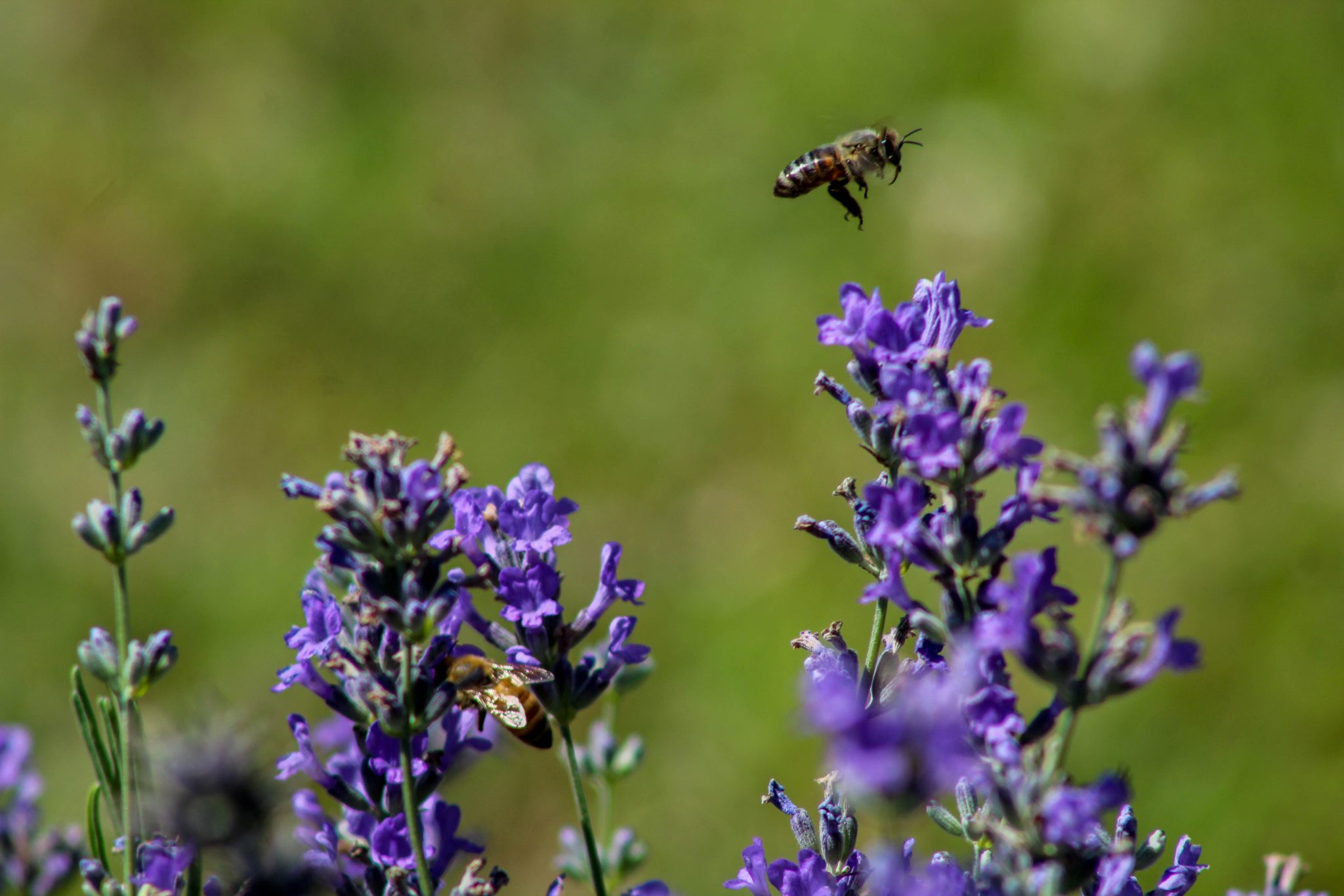 honey bee, bee, lavender, olfactory farms, red creek, New York, USA