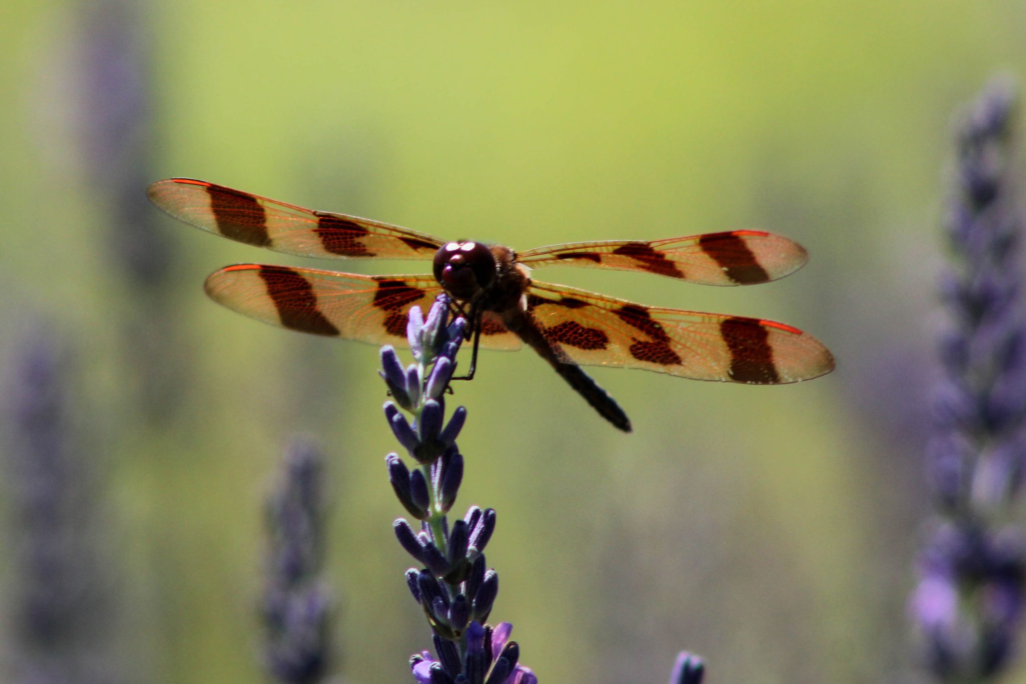 dragonfly, lavender, olfactory farms, red creek, New York, USA