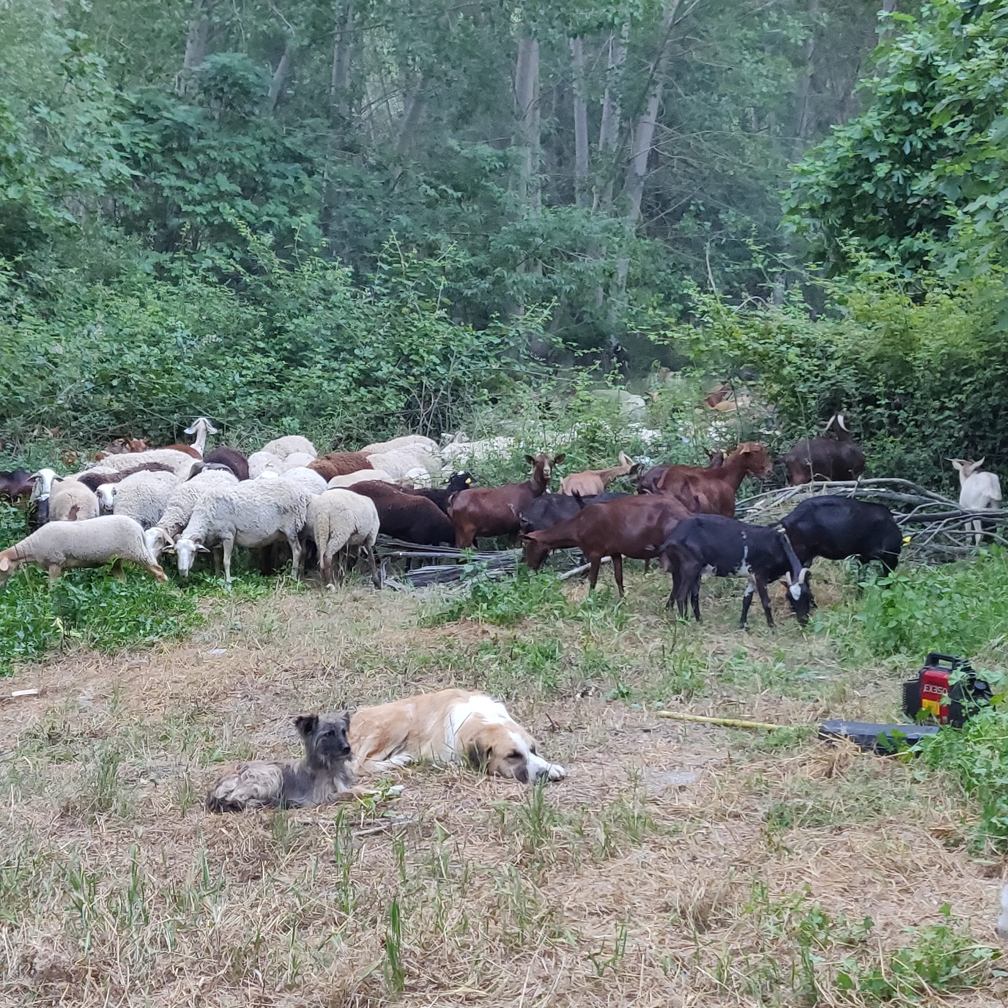 Sheep, goats and dogs
