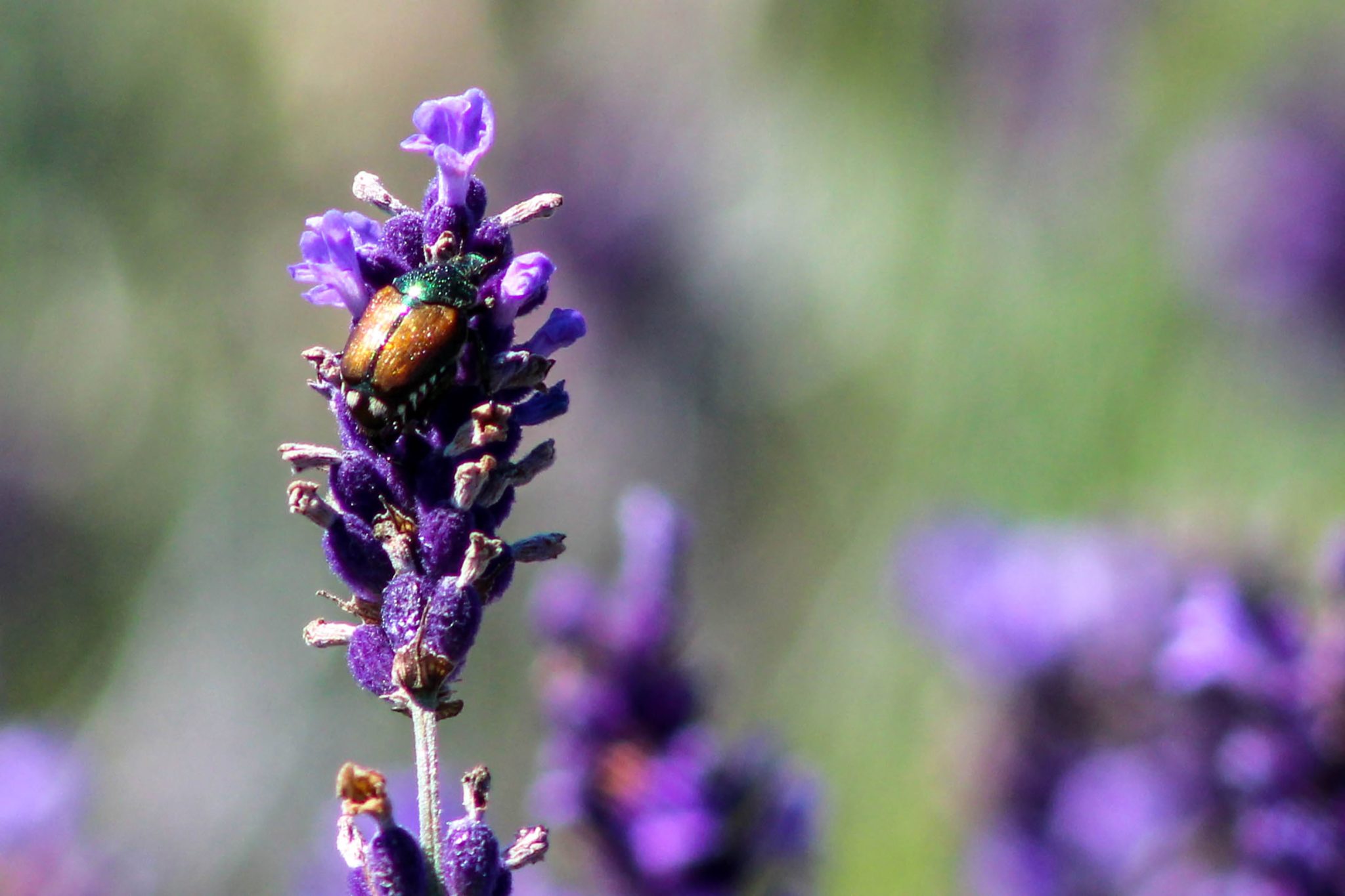 beetle, lavender, olfactory farms, red creek, New York, USA