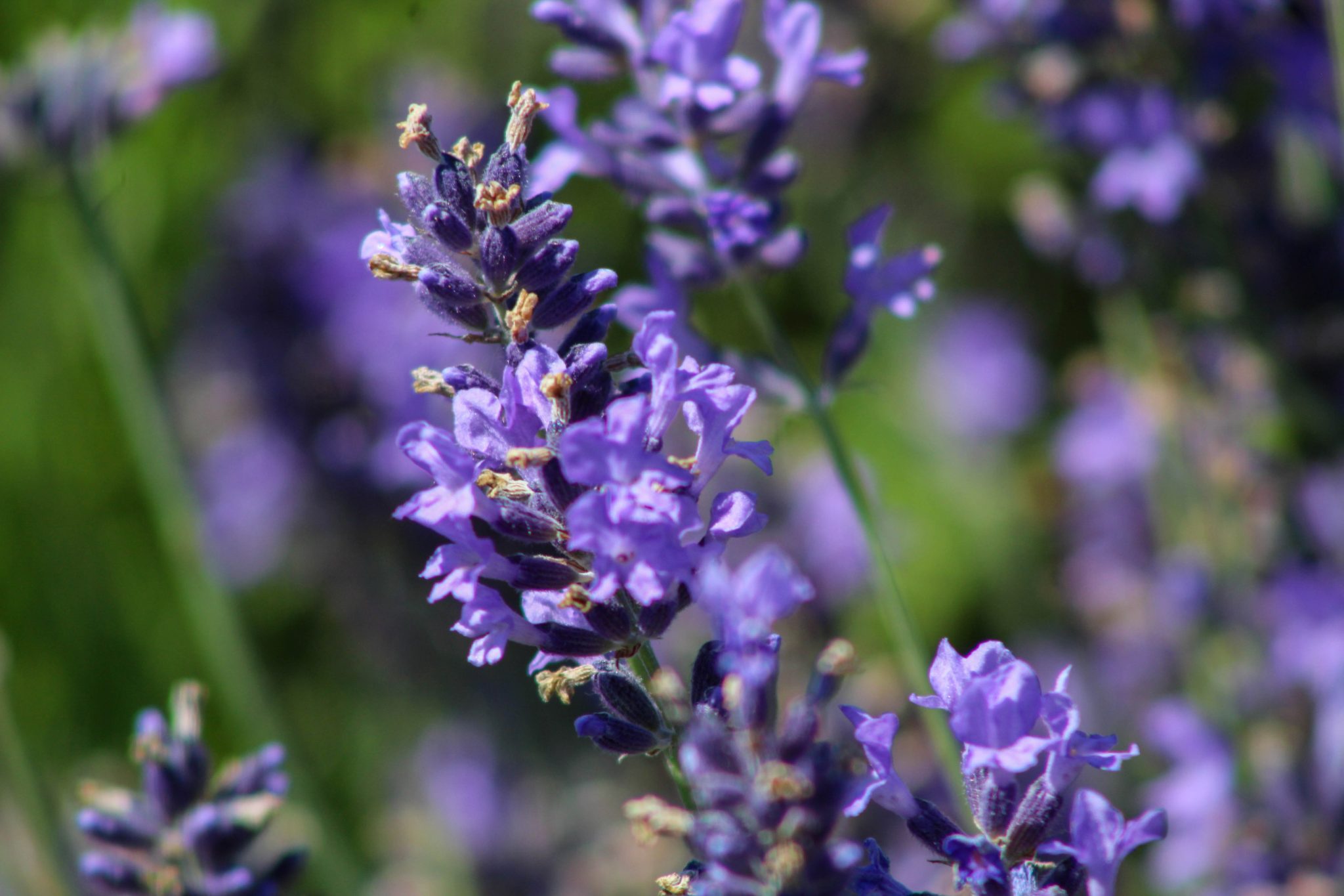 lavender, olfactory farms, red creek, New York, USA