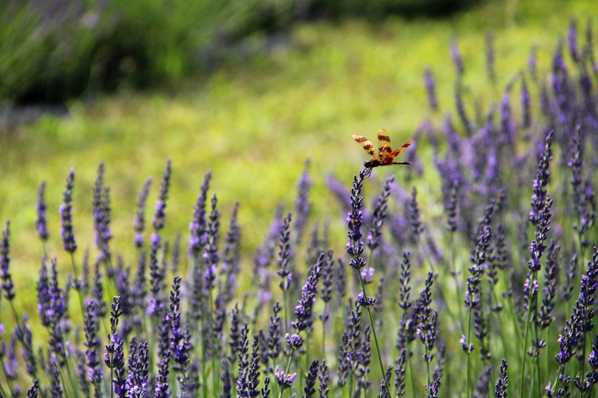 dragonfly, lavender, olfactory farms, red creek, New York, USA