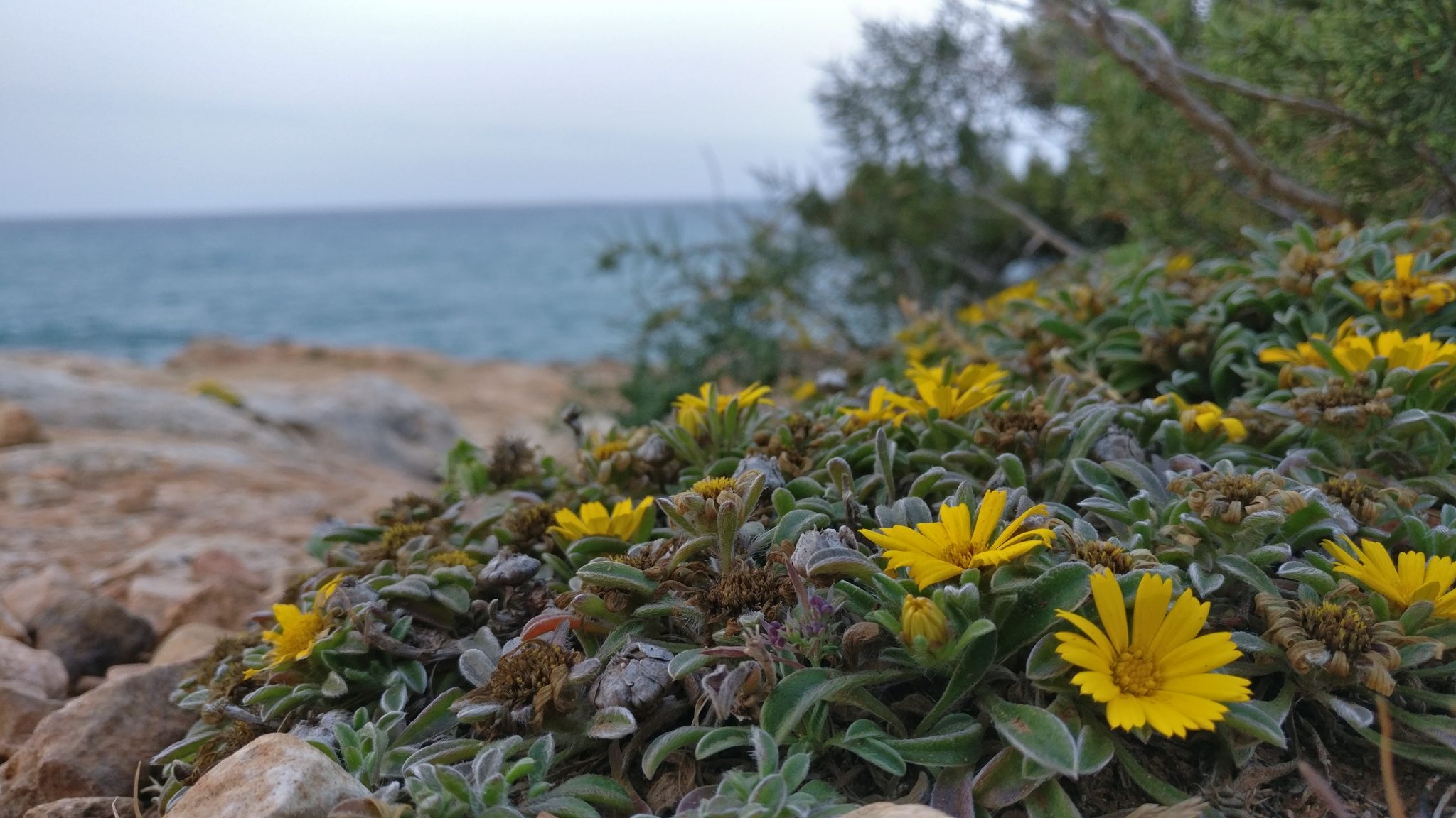 Flowers near the sea