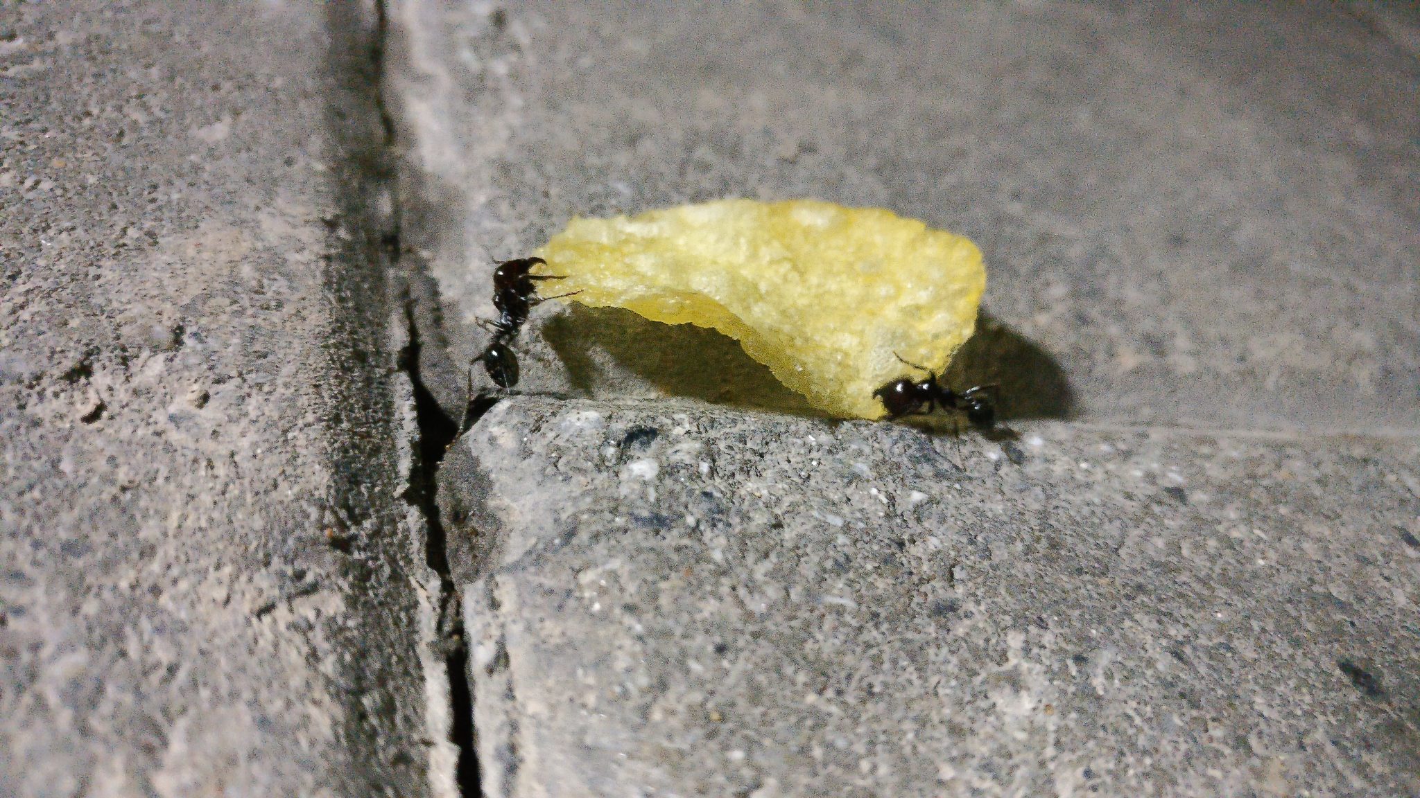 Ants carrying a chip or crisp