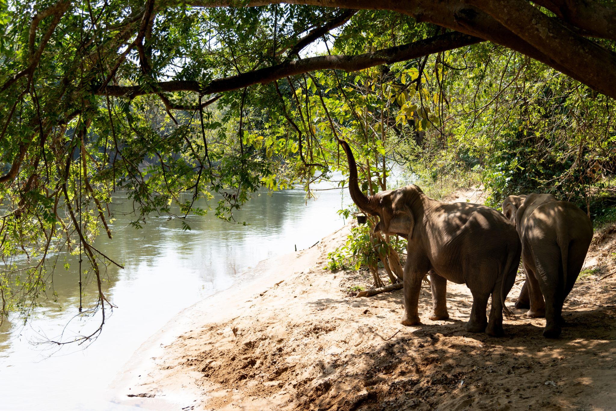 Elephants, River Kwai, Kanchanaburi, Thailand